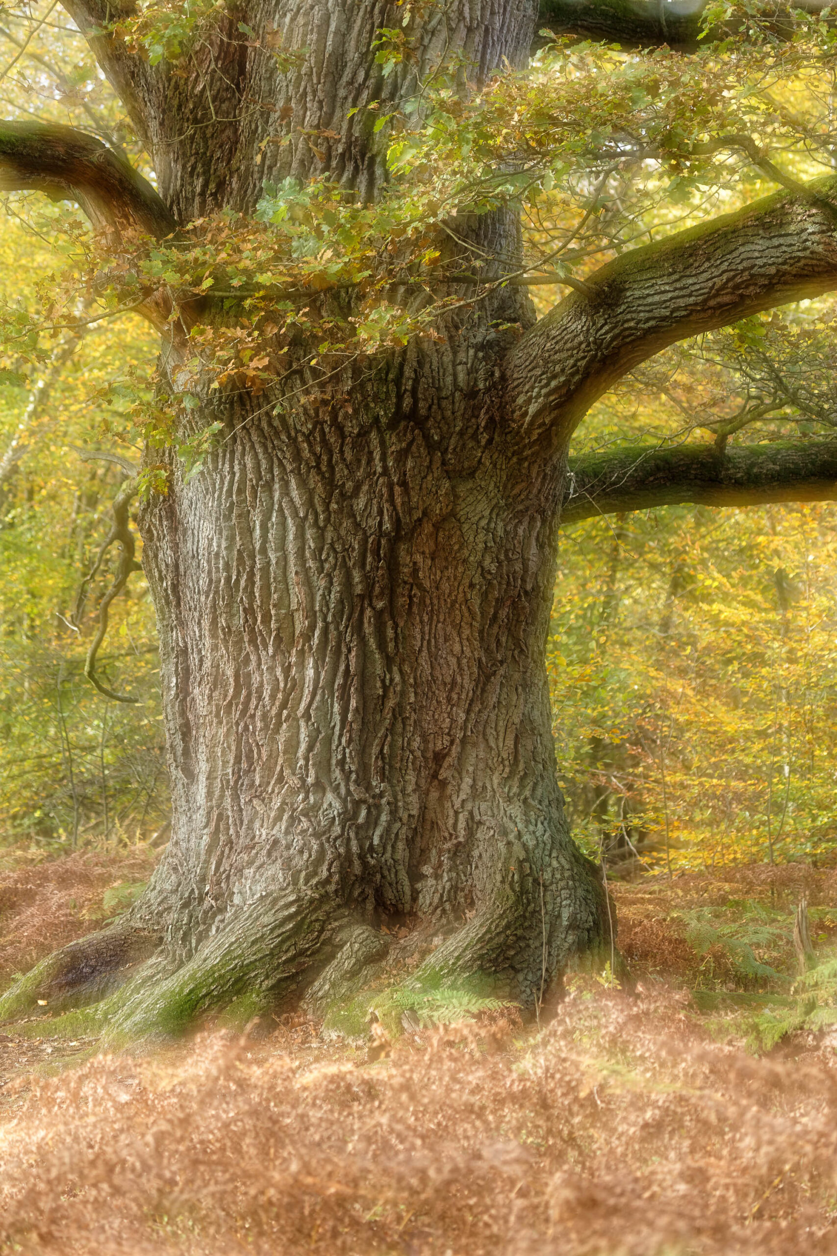 Das Bild zeigt eine beeindruckende Nahaufnahme eines uralten Baumes, vermutlich eine Eiche, im Urwald Sababurg. Der Baumstamm ist stark texturiert und weist eine markante Rinde auf. Die Wurzeln sind freiliegend und bilden einen natürlichen Sockel. Der Boden ist mit herbstlichem Laub bedeckt. Das Licht ist weich und diffus, was eine ruhige und friedliche Atmosphäre schafft. Die Farben sind warm und erdig, mit Gelb-, Braun- und Grüntönen.