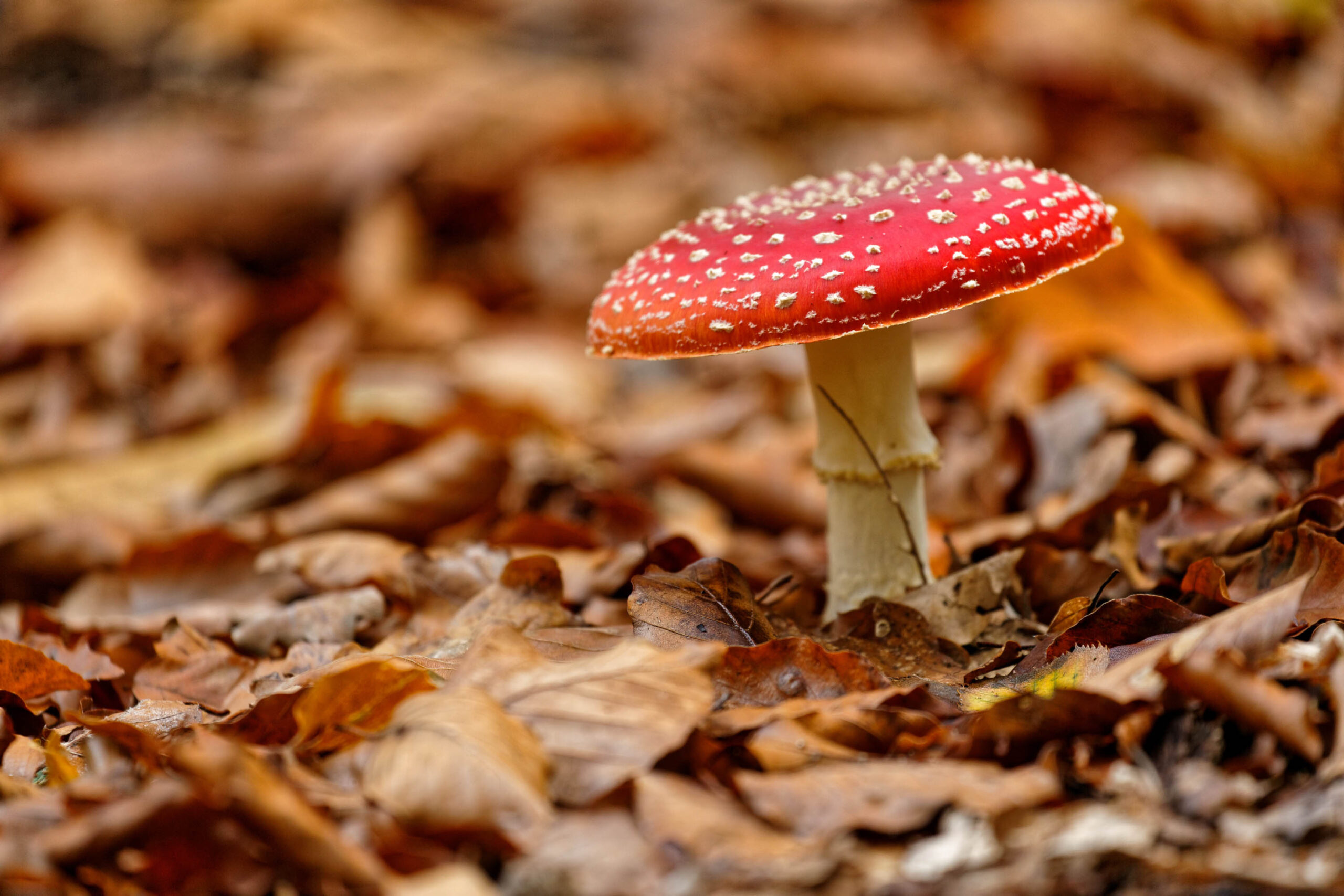 Das Bild zeigt einen einzelnen, auffälligen Fliegenpilz (Amanita muscaria) inmitten eines Teppichs aus gefallenen Blättern. Die rote Kappe mit den charakteristischen weißen Punkten steht im Kontrast zu den warmen Brauntönen des Laubstreus. Die Schärfentiefe ist gering, was den Fokus auf den Pilz lenkt und den Hintergrund verschwommen darstellt. Die Beleuchtung ist diffus, was eine ruhige und friedliche Atmosphäre erzeugt. Der Pilz scheint in einem naturbelassenen Umfeld zu wachsen, was die Schönheit und Vielfalt der Natur hervorhebt.