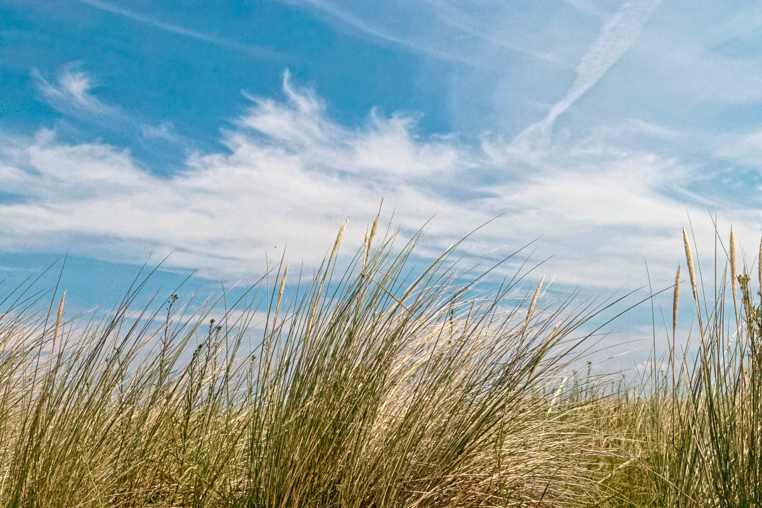 Das Bild zeigt eine malerische Aufnahme von Strandhafergras, das sich sanft im Wind wiegt. Der Fokus liegt auf den filigranen Halmen des Grases, die in verschiedenen Gelb- und Brauntönen schimmern. Im Hintergrund erstreckt sich ein strahlend blauer Himmel, der von vereinzelten, weißen Cirruswolken durchzogen ist. Die Aufnahme fängt die Schönheit und Ruhe der Küstenlandschaft ein. Die Perspektive ist von unten aufgenommen, was die Höhe des Grases betont und den Blick auf den Himmel freigibt. Die Szene vermittelt ein Gefühl von Weite und Freiheit.