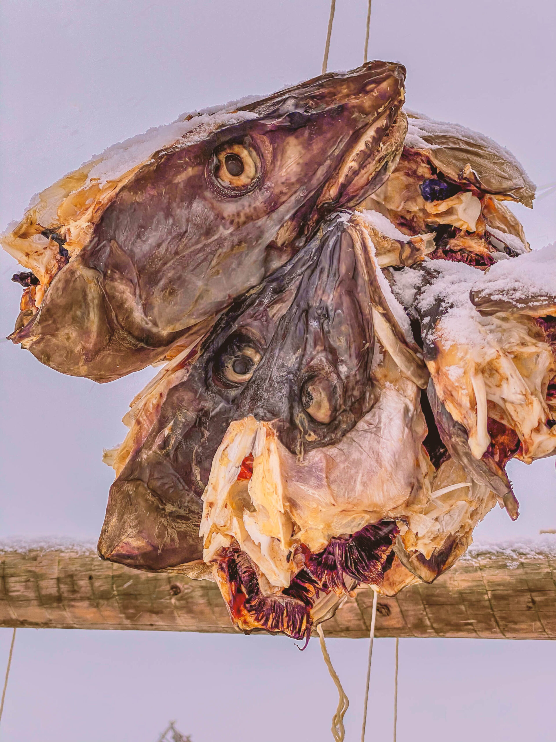 Die Aufnahme zeigt eine ungewöhnliche Szene: mehrere getrocknete Kabelköpfe, die an einer rustikalen Holzstange aufgehängt sind. Die Köpfe sind in verschiedenen Stadien der Trocknung, was sich in den unterschiedlichen Farben und Texturen zeigt. Einige sind fast vollständig getrocknet und haben eine hellere, fast weiße Farbe, während andere noch feuchter wirken und dunklere, rötliche Töne aufweisen. Die Augen sind geschlossen und die Mäuler weit geöffnet, was einen fast surrealen Eindruck vermittelt. Die Aufnahme ist in einer Innenraumumgebung aufgenommen, wobei der Hintergrund aus einer hellen Wand besteht. Die Beleuchtung ist diffus und betont die Textur der getrockneten Köpfe. Der Kontext der Aufnahme deutet auf eine traditionelle Methode der Fischkonservierung hin, die in Norwegen, insbesondere in den Lofoten, üblich ist. Die Aufnahme fängt eine einzigartige und kulturell bedeutsame Szene ein.