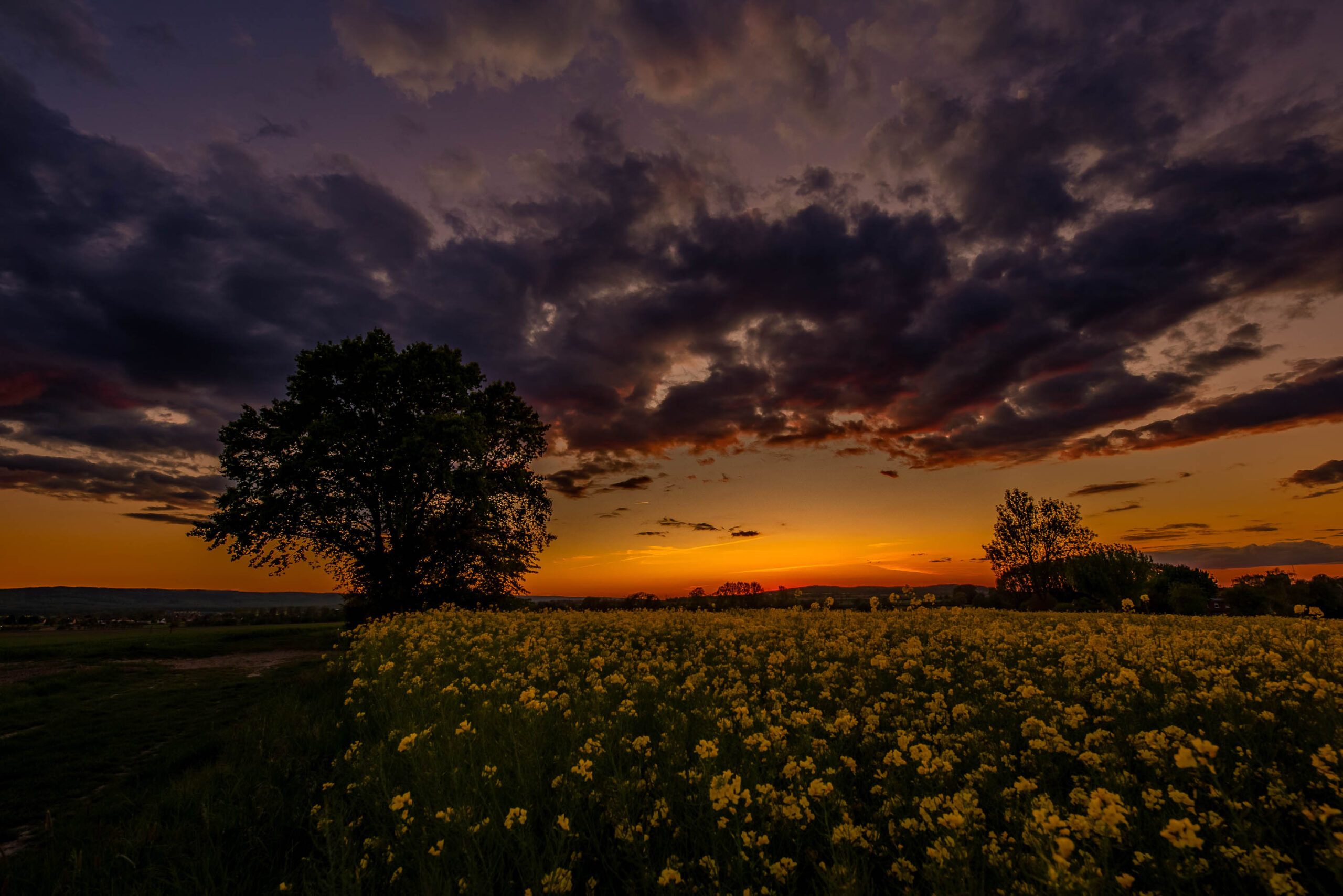 Das Foto zeigt einen beeindruckenden Sonnenuntergang über dem Calenberger Land in der Region Hannover. Ein weitläufiges Feld voller blühendem Raps dominiert den unteren Bildbereich und erstreckt sich bis zum Horizont. Zwei markante Bäume, silhouettiert gegen den Himmel, stehen im Vordergrund und verleihen dem Bild eine gewisse Tiefe und Dramatik. Der Himmel ist von einem intensiven Farbenspiel aus Rot-, Orange- und Violetttönen geprägt, das von dunklen Wolkenformationen kontrastiert wird. Die Szene vermittelt eine friedliche, aber gleichzeitig kraftvolle Atmosphäre.