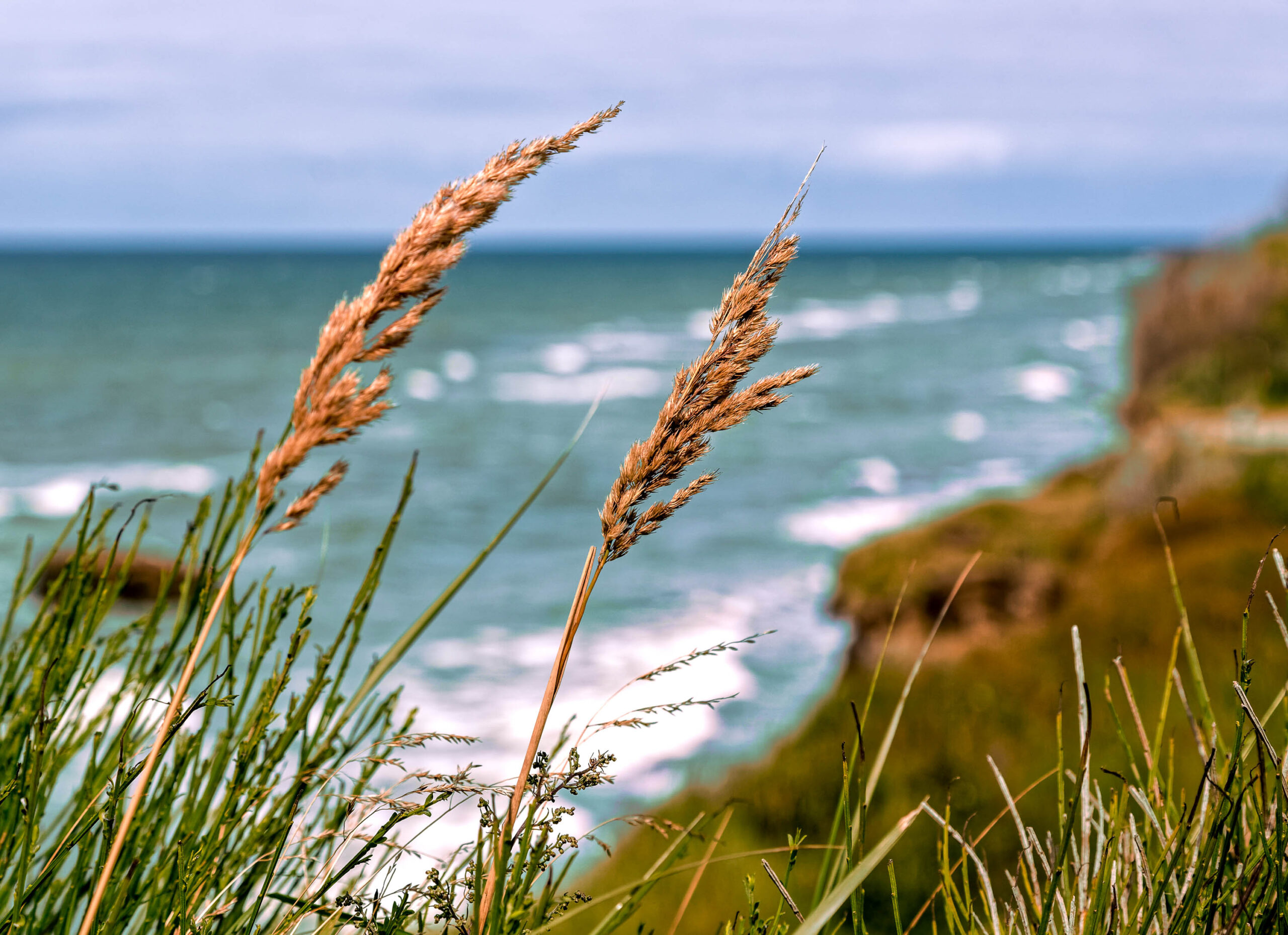 Das Bild zeigt eine Nahaufnahme von Strandhafer (Festuca stricta) und Seegras vor dem Hintergrund des Meeres und einer Klippe. Das Bild wurde im Juli 2020 während einer Fotosafari auf Fischland-Darss-Zingst aufgenommen. Die Farben sind gedämpft und die Stimmung ist ruhig und friedlich. Das Bild fängt die Schönheit der Küstenlandschaft ein.