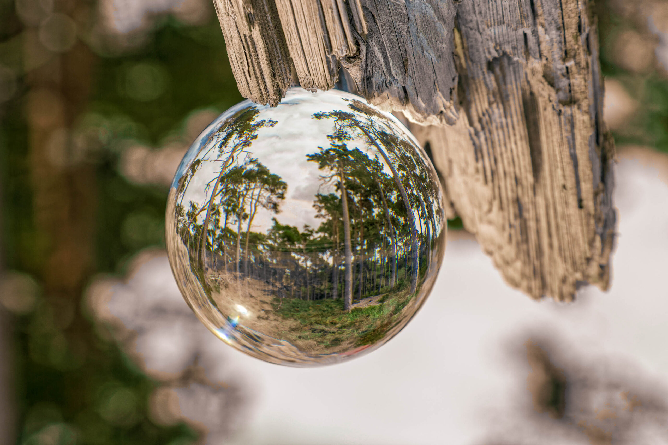 Das Bild zeigt einen einzelnen, großen Wassertropfen, der an einem verwitterten, grauen Holzstück hängt. Der Tropfen wirkt wie eine Miniatur-Kugel, in der sich ein Waldspiegelbild spiegelt. Der Wald besteht aus hohen, schlanken Bäumen, die sich in einem leicht bewölkten Himmel verlieren. Der Hintergrund ist unscharf und zeigt eine Mischung aus Sand und Vegetation. Die Komposition ist ungewöhnlich und erzeugt einen surrealen Effekt. Die Farben sind gedämpft und wirken natürlich. Das Bild wurde wahrscheinlich im Sommer aufgenommen, da die Vegetation üppig ist und die Sonne scheint.