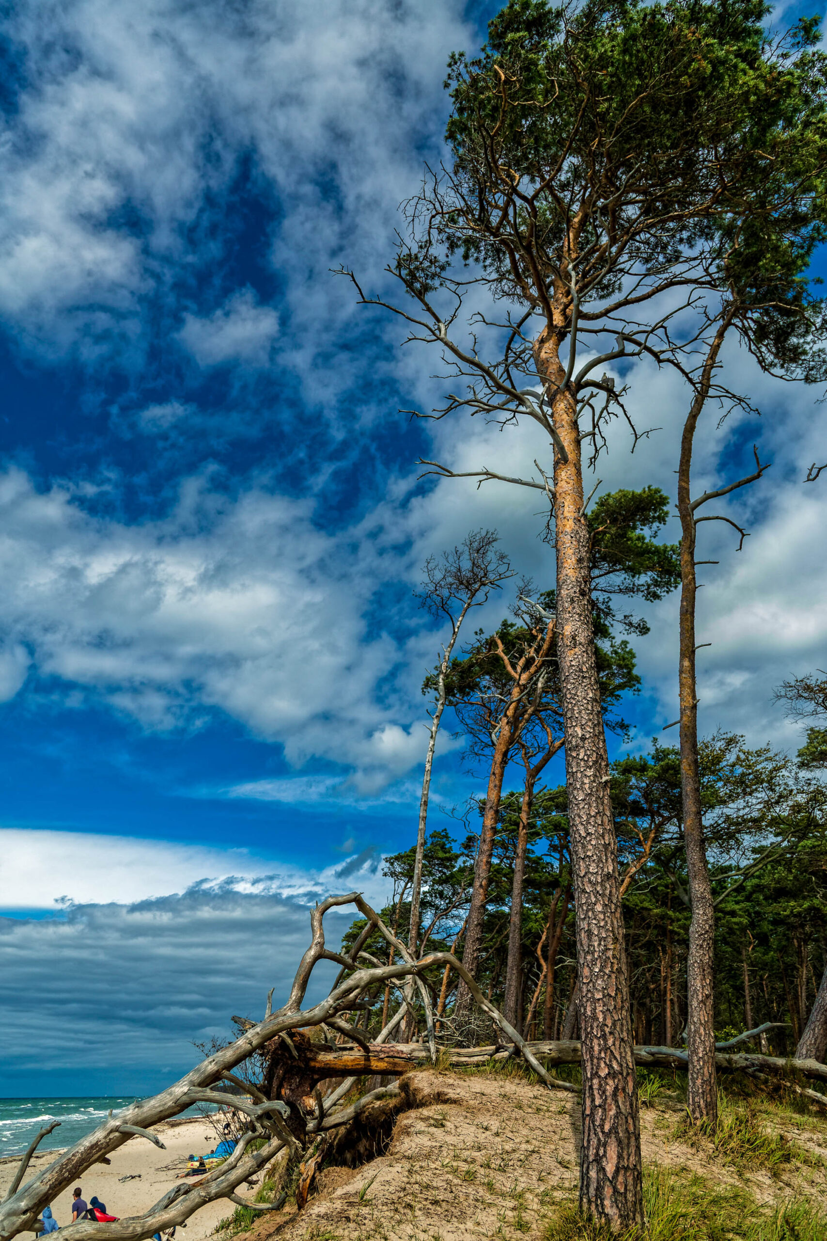Das Foto zeigt eine Küstenlandschaft, vermutlich an der Ostsee. Im Vordergrund dominieren mehrere Kiefern, einige davon mit stark verästelten, windgepeinigten Kronen. Ein Haufen Baumstämme liegt am Strand. Im Hintergrund ist der Strand und das Meer zu sehen, der Himmel ist stark bewölkt. Einige Personen sitzen am Strand. Die Szene vermittelt einen Eindruck von Wildheit und Natürlichkeit.
