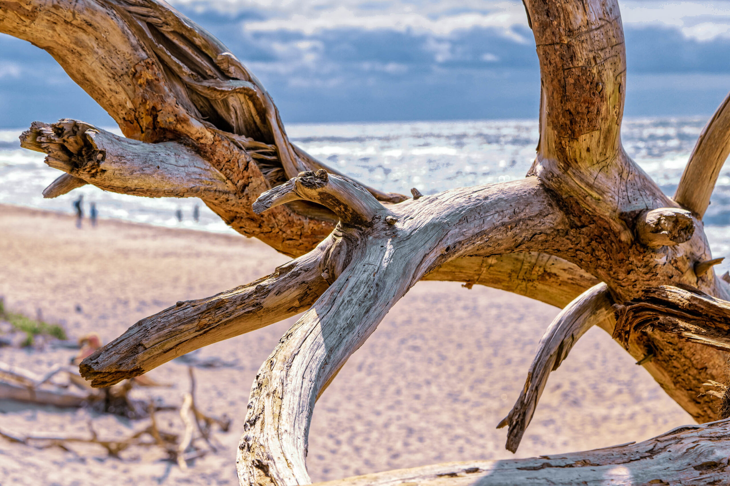 Das Bild zeigt eine detaillierte Nahaufnahme eines verwitterten Baumstamms, der am Strand liegt. Der Stamm ist stark von der Witterung beeinflusst und weist eine raue, texturierte Oberfläche auf. Er ist teilweise im Sand vergraben und wird von den Wellen umspült. Im Hintergrund sind verschwommene Silhouetten von Personen zu sehen, die am Strand spazieren. Der Himmel ist bewölkt, was eine ruhige und friedliche Atmosphäre schafft. Das Bild wurde im Juli 2020 im Rahmen einer Fotosafari auf Fischland-Darß-Zingst aufgenommen.