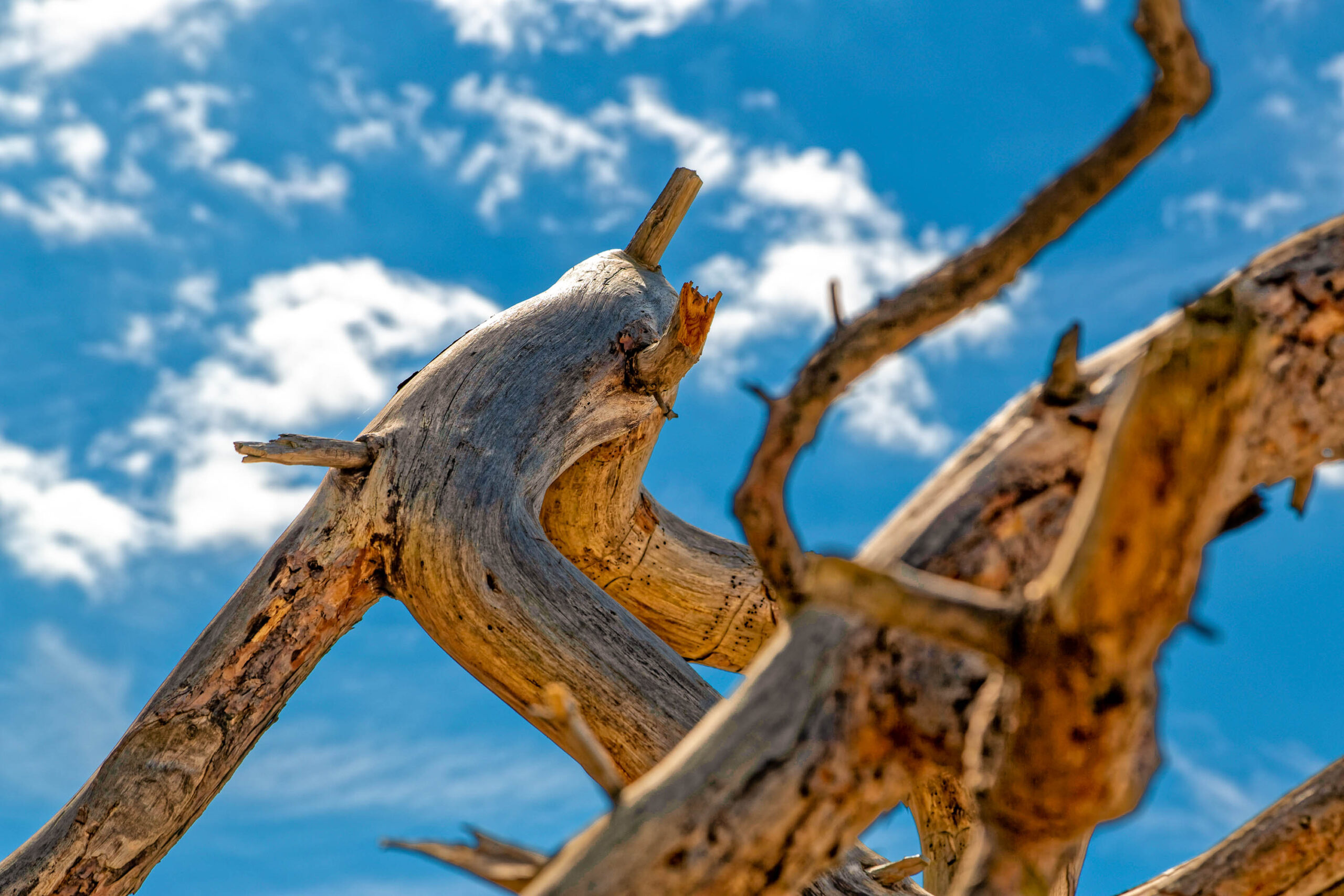 Das Bild zeigt einen verwitterten Baumstamm, der sich vor einem tiefblauen Himmel mit vereinzelten, weißen Wolken erhebt. Der Baumstamm ist in verschiedenen Brauntönen gehalten und weist deutliche Anzeichen von Verwitterung auf, darunter abgerissene Äste und eine raue Textur. Der Himmel ist klar und hell, was einen starken Kontrast zum dunklen Holz des Baumstamms bildet. Die Komposition betont die Textur des Holzes und die Weite des Himmels, was eine ruhige und friedliche Atmosphäre erzeugt.