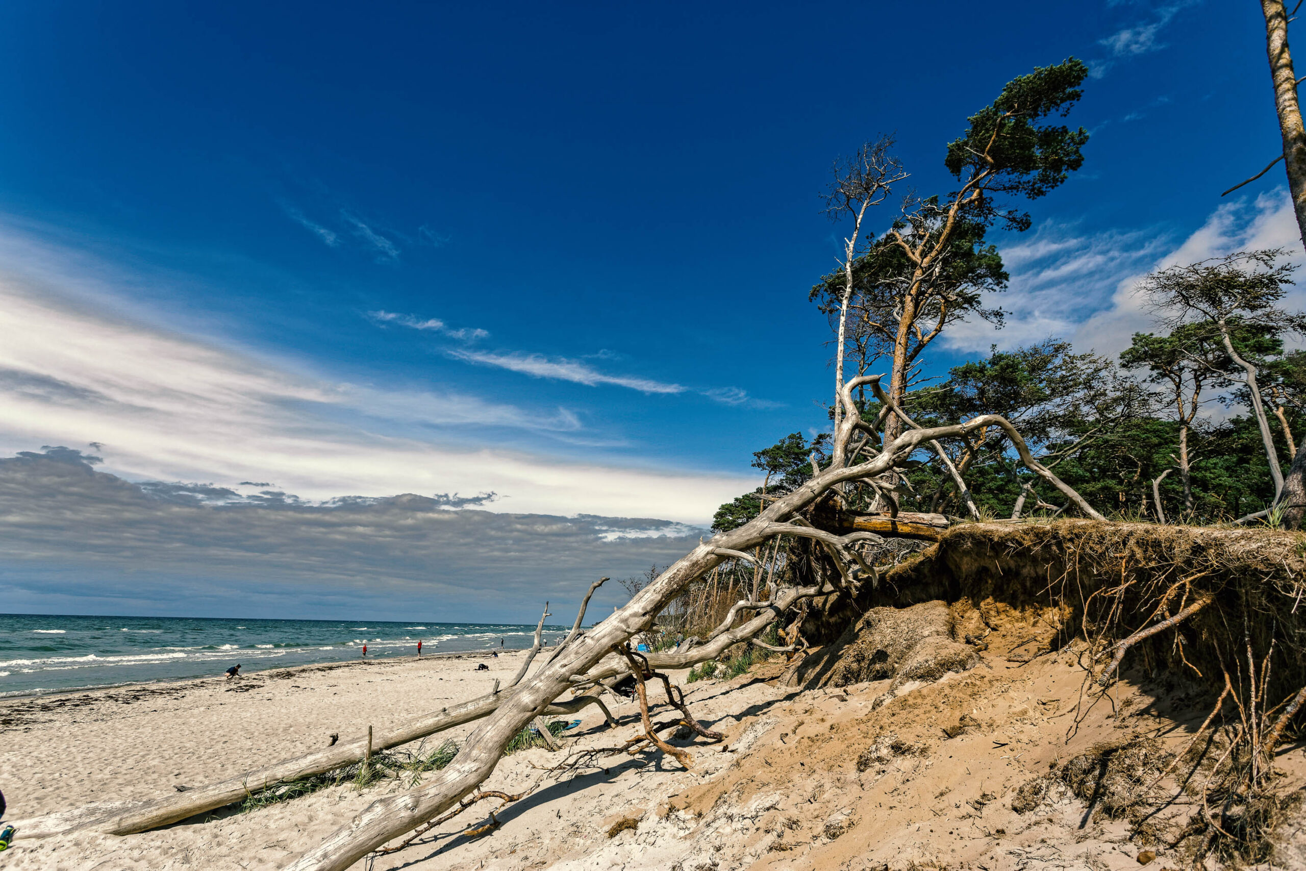 Die Aufnahme zeigt eine Küstenlandschaft an der Ostsee, vermutlich auf Fischland-Darß-Zingst, aufgenommen im Juli 2020 im Rahmen einer Fotosafari. Im Vordergrund dominiert ein umgestürzter Baum, dessen Wurzeln freigelegt und durch Erosion sichtbar gemacht wurden. Der Baum liegt quer über einen Sandhang, der zum weißen Sandstrand abfällt. Im Hintergrund erstreckt sich das Ostseegewässer, dessen Oberfläche leicht wellig ist. Der Himmel ist blau und von weißen Wolken durchzogen, was auf eine sonnige, aber möglicherweise windige Tageszeit hindeutet. Einige Personen sind im Hintergrund am Strand zu erkennen, was die Größe der Landschaft verdeutlicht.
