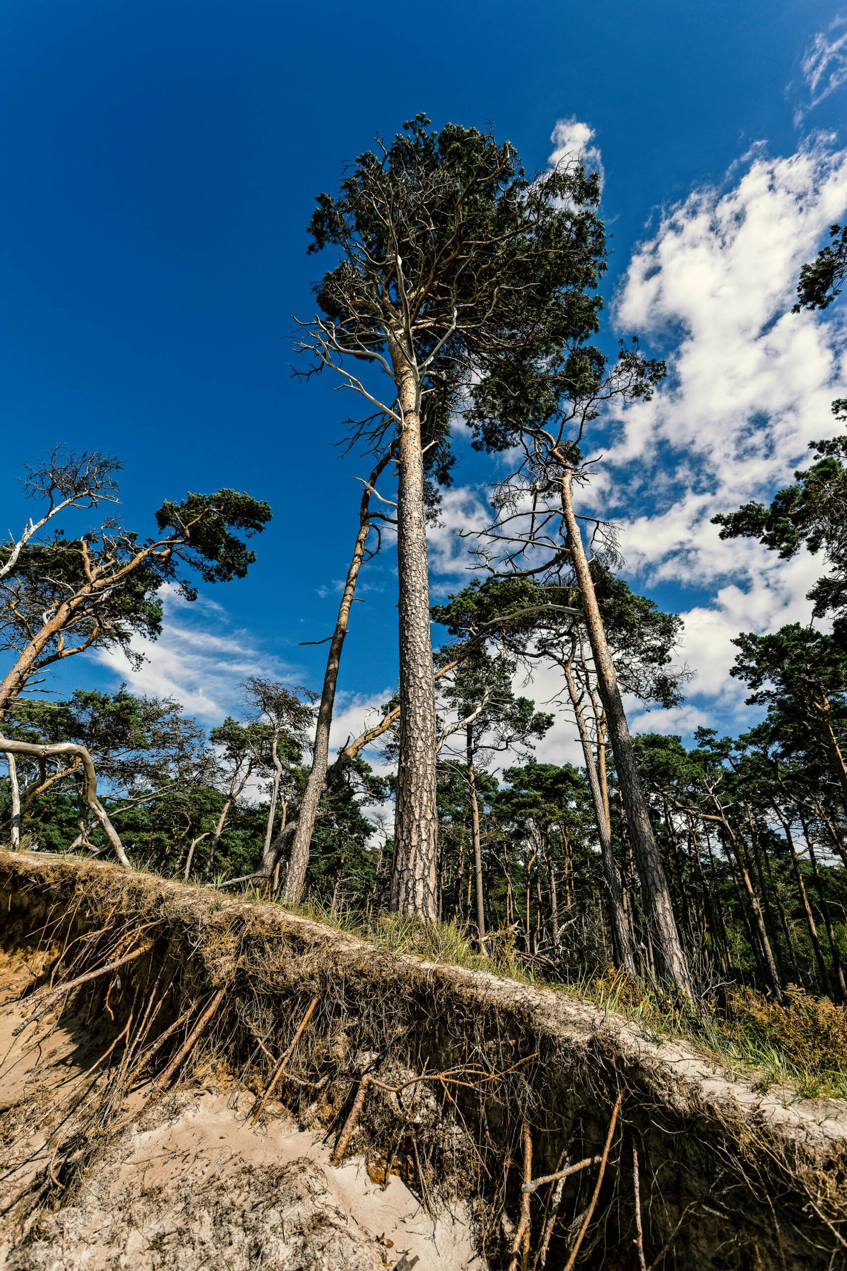 Das Foto zeigt eine dramatische Perspektive nach oben auf eine Gruppe von Kiefern, die aus einem steilen Sandhang aufsteigen. Der Himmel ist tiefblau und von weißen, flockigen Wolken durchzogen. Die Kiefern sind hoch und schlank, mit dunkler, nadelförmiger Vegetation. Der Sandhang ist erodiert und zeigt Schichten aus hellem Sand und dunkleren Erdmischungen. Die Szene vermittelt ein Gefühl von Weite und Erhabenheit, wobei die Kiefern den Blick in den Himmel lenken. Die erodierten Sanddünen deuten auf die ständige Veränderung der Küstenlandschaft hin.
