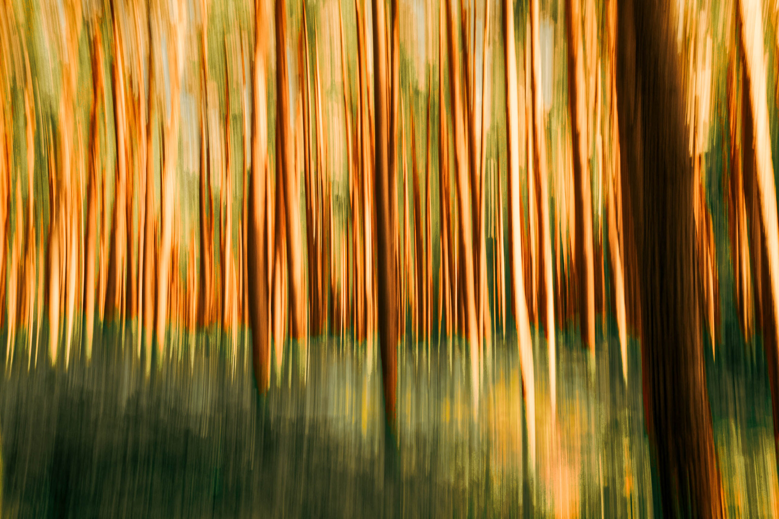 Das Bild zeigt eine abstrakte, verschwommene Darstellung eines dichten Kiefernwaldes. Die Bäume sind dicht aneinander gereiht und scheinen in den Himmel zu ragen. Die Farben sind warm und golden, was auf das Sonnenlicht hindeutet, das durch das Blätterdach dringt. Die Unschärfe des Bildes verleiht ihm eine verträumte und fast surreale Atmosphäre. Es wirkt, als ob die Bewegung des Fotografen während der Aufnahme die Szene verzerrt hat, was zu einem einzigartigen künstlerischen Effekt führt. Die Komposition ist vertikal betont, was die Höhe der Bäume hervorhebt. Die Textur des Waldes ist durch die verschwommenen Details nur angedeutet, was eine gewisse Geheimnisvolles erzeugt.