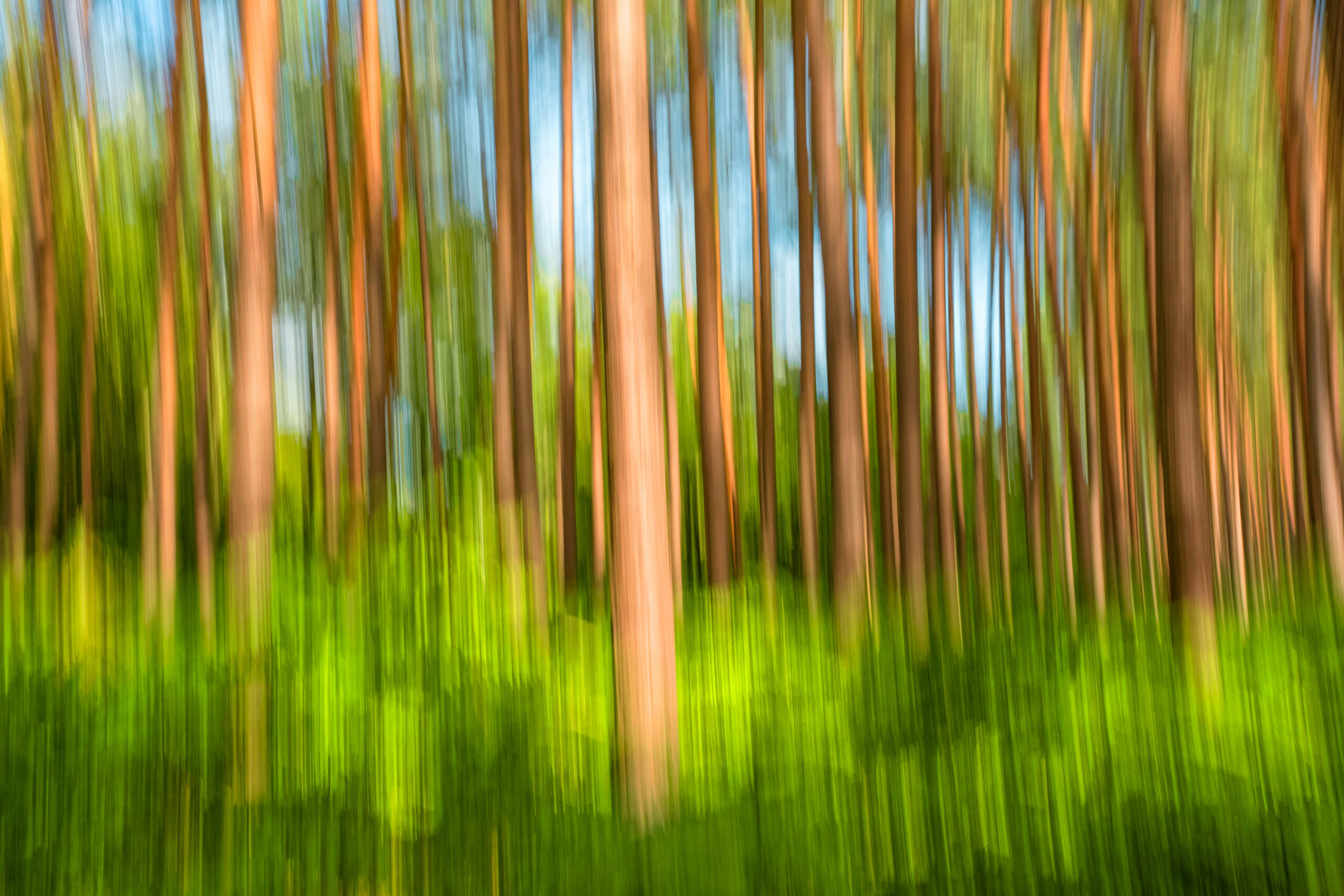 Das Bild zeigt einen dichten Kiefernwald, aufgenommen während einer Fotosafari im Juli 2020 auf Fischland-Darß-Zingst. Die Aufnahme ist absichtlich unscharf gehalten, was einen dynamischen und fast abstrakten Eindruck erweckt. Die vertikalen Linien der Baumstämme dominieren das Bild, während das Gras im Vordergrund eine grüne Textur bildet. Der Himmel ist durch die Baumspitzen sichtbar und trägt zu einer luftigen Atmosphäre bei.