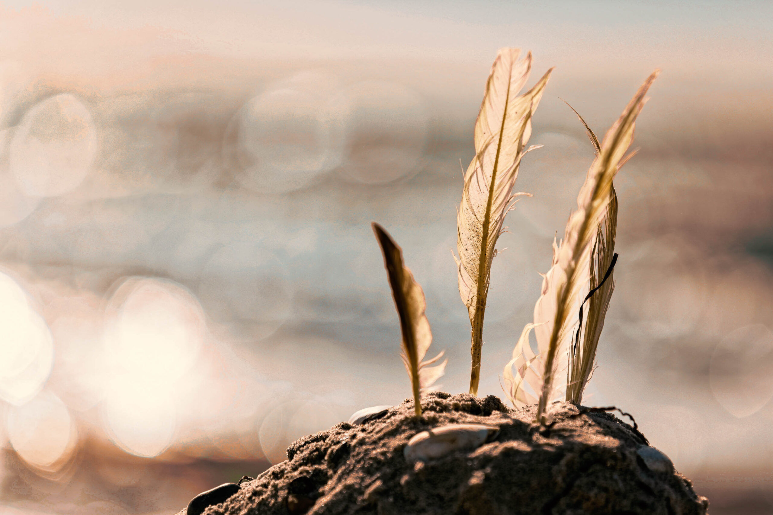 Das Bild zeigt eine Nahaufnahme von drei Vogelfedern, die aus einem Hügel aus dunklem Sand ragen. Die Federn sind detailreich dargestellt und wirken zerbrechlich. Der Hintergrund ist unscharf und besteht aus einem goldenen Farbton, der an einen Sonnenuntergang erinnert. Das Bild vermittelt eine ruhige und friedliche Stimmung. Es wurde im Juli 2020 im Rahmen einer Fotosafari auf Fischland-Darss-Zingst aufgenommen.