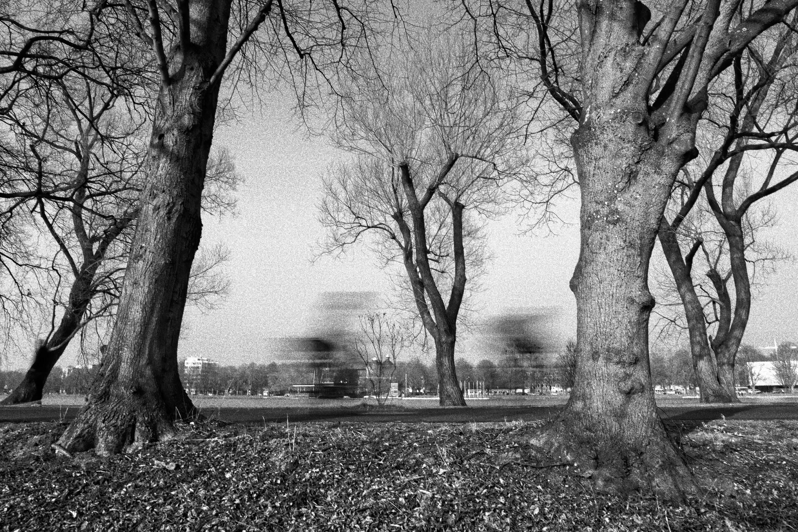 Das Foto zeigt eine Schwarz-Weiß-Aufnahme, die drei markante Bäume im Vordergrund zeigt. Die Bäume sind vermutlich Ahorn oder eine ähnliche Laubbaumart, mit dicken Stämmen und kahlen Ästen, was auf eine Jahreszeit ohne Laub hindeutet, wahrscheinlich Herbst oder Winter. Die Bäume scheinen einen Park oder eine Grünfläche im Hintergrund zu verdecken, wobei sich im Hintergrund Gebäude und eine Straße erkennen lassen. Die Aufnahme ist durch eine leichte Bewegungsunschärfe gekennzeichnet, die auf eine lange Belichtungszeit hindeutet. Die Szene vermittelt eine ruhige und melancholische Stimmung. Der Standort ist wahrscheinlich Hannover, Deutschland, basierend auf dem Kontext.