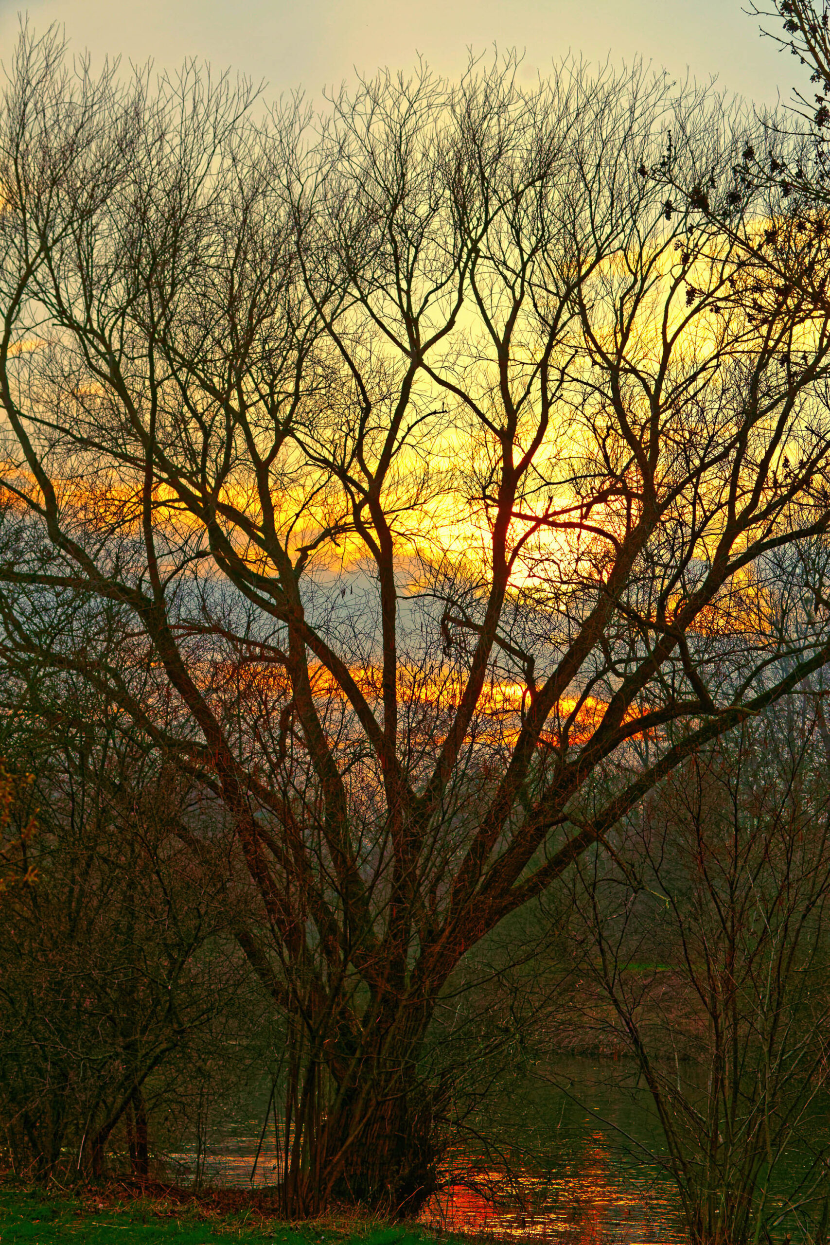 Das Bild zeigt einen einzelnen Baum vor einem leuchtenden Sonnenuntergang. Der Baum ist silhouettiert und seine Äste erstrecken sich gegen den orange-roten Himmel. Im Hintergrund ist ein Gewässer zu erkennen, das das Licht des Sonnenuntergangs reflektiert. Die Szene vermittelt eine ruhige und friedliche Atmosphäre.