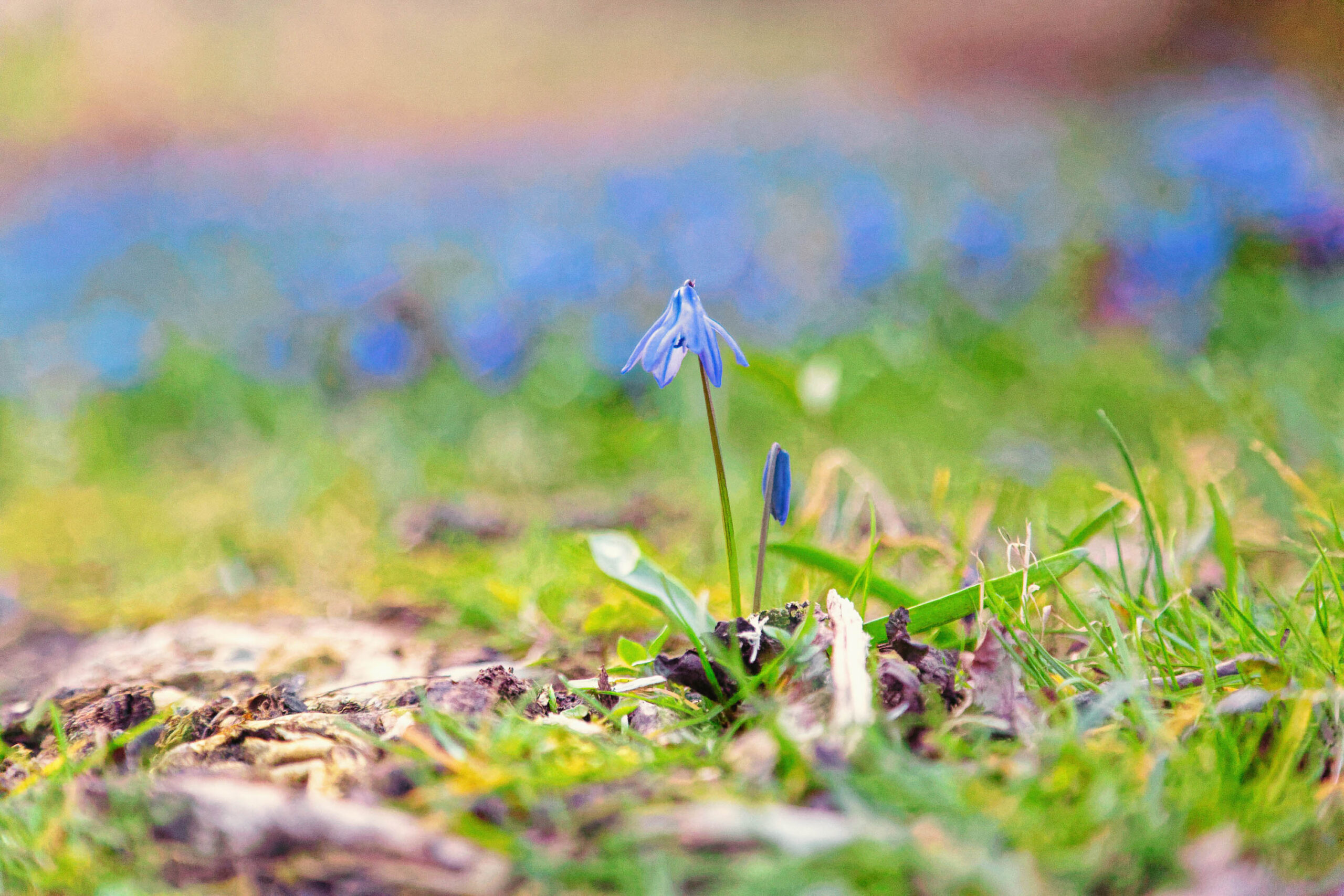 Das Bild zeigt eine Nahaufnahme eines einzelnen Maiglöckchens, das aus dem grünen Gras sprießt. Der Hintergrund ist unscharf und zeigt eine Fläche weiterer blühender Maiglöckchen. Die Farben sind lebendig, mit einem starken Kontrast zwischen dem Grün des Grases und dem Blau der Blüten. Das Bild vermittelt ein Gefühl von Frische und Frühling.