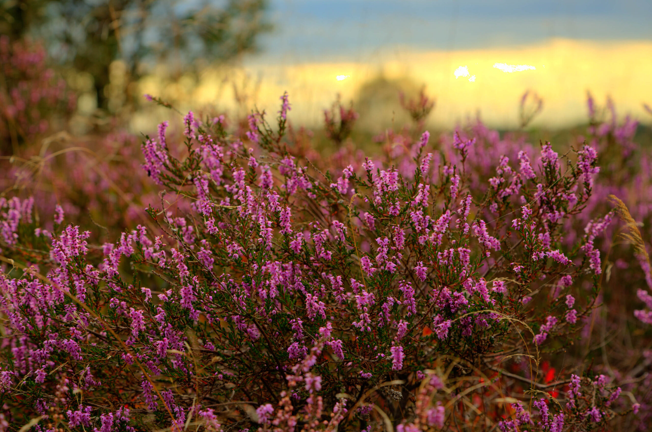 Das Bild zeigt eine üppige Heidefläche in voller Blüte. Die Heidekrautbüsche dominieren den Vordergrund und füllen den Rahmen mit ihren lila-rosafarbenen Blüten. Im Hintergrund sind verschwommene Bäume und ein sanfter Himmel zu sehen, der von den letzten Sonnenstrahlen in warmen Gelb- und Orangetönen erhellt wird. Die Szene vermittelt eine friedliche und idyllische Atmosphäre.