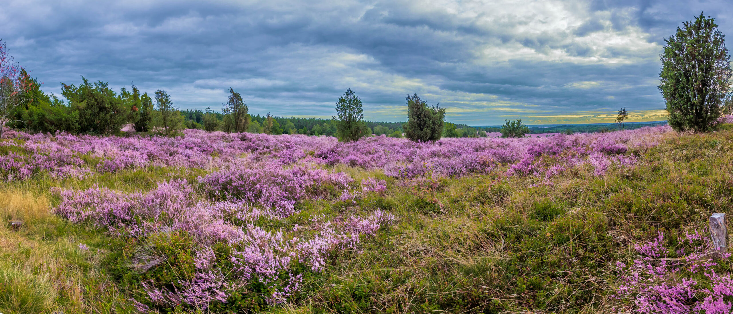 Das Bild zeigt eine weitläufige Heidefläche in voller Blüte. Das Heidekraut dominiert die Szene mit seiner intensiven lila Farbe. Einzelne, schlanke Bäume ragen aus der Heide hervor und strukturieren die Landschaft. Der Himmel ist bewölkt, was dem Bild eine ruhige und etwas melancholische Stimmung verleiht. Die Perspektive ist weitwinkelig, was die Weite der Landschaft betont. Die Farben sind gesättigt und wirken lebendig, trotz des trüben Himmels. Die Komposition ist harmonisch und führt das Auge tief in die Landschaft hinein.