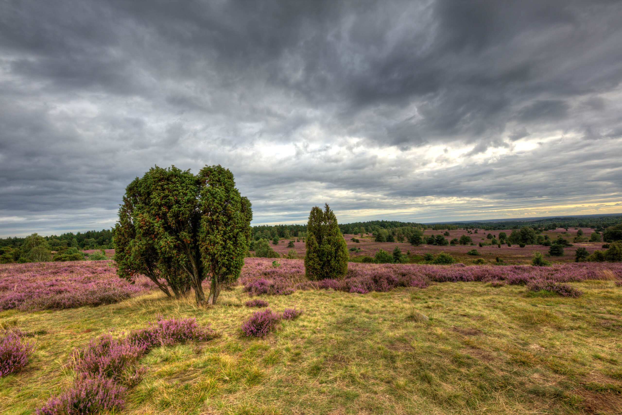 Die Aufnahme zeigt eine weitläufige Heidefläche in voller Blüte. Die Heide ist überwiegend lila und violett, mit einigen Bereichen in Gelb und Braun. Im Vordergrund steht ein Baum mit dichtem, grünem Laub. Im Hintergrund erstreckt sich eine sanfte Hügellandschaft, die ebenfalls mit Heide bedeckt ist. Der Himmel ist bedeckt mit dunklen, bedrohlich wirkenden Wolken, die einen dramatischen Kontrast zur leuchtenden Heide bilden. Die Szene vermittelt eine Atmosphäre von Ruhe und Melancholie.