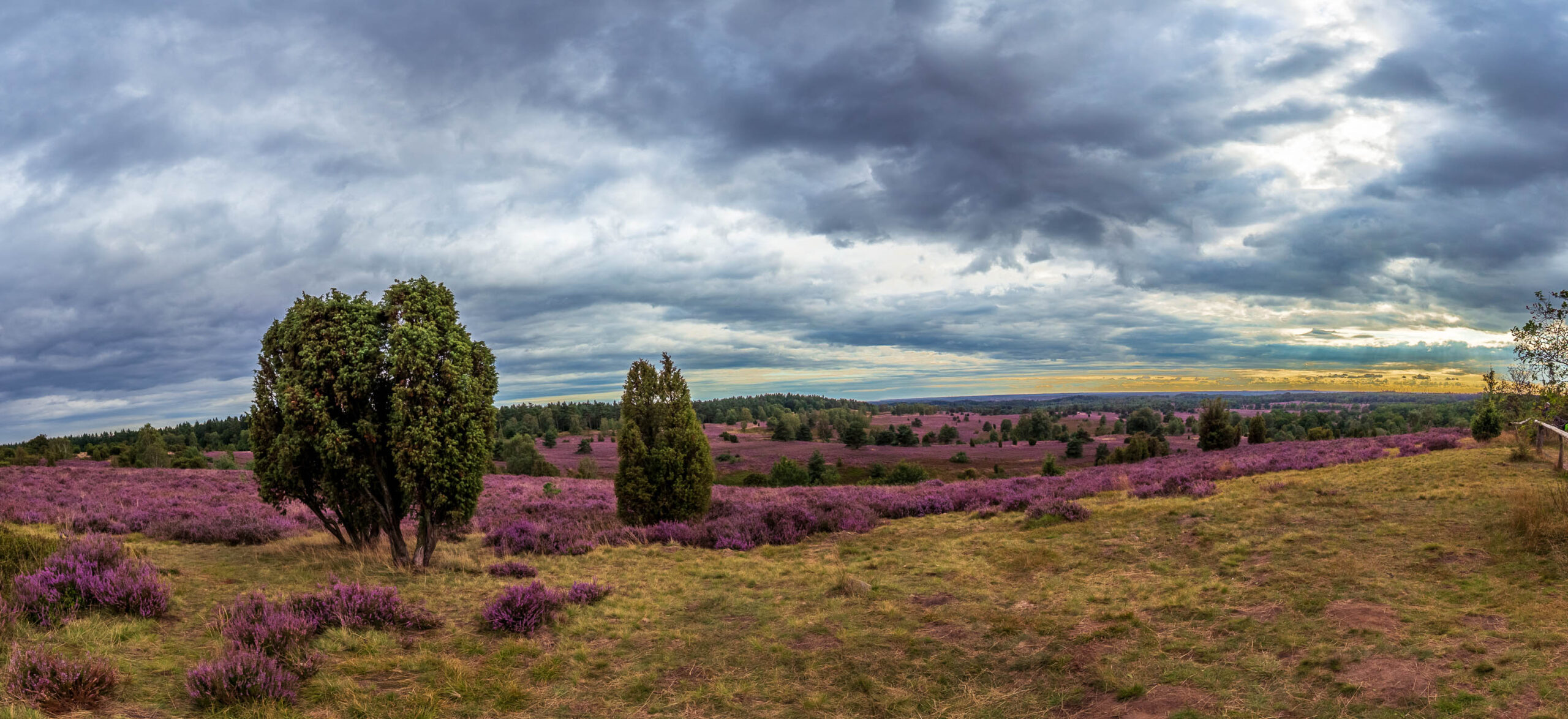 Die Aufnahme zeigt eine typische Landschaft der Lüneburger Heide während der Heideblüte. Die violetten Heideflächen erstrecken sich bis zum Horizont, unterbrochen von vereinzelten Bäumen und kleinen Hügeln. Der Himmel ist stark bewölkt, was der Szene eine dramatische Atmosphäre verleiht. Das schwache Sonnenlicht am Horizont deutet auf eine bevorstehende Veränderung des Wetters hin.