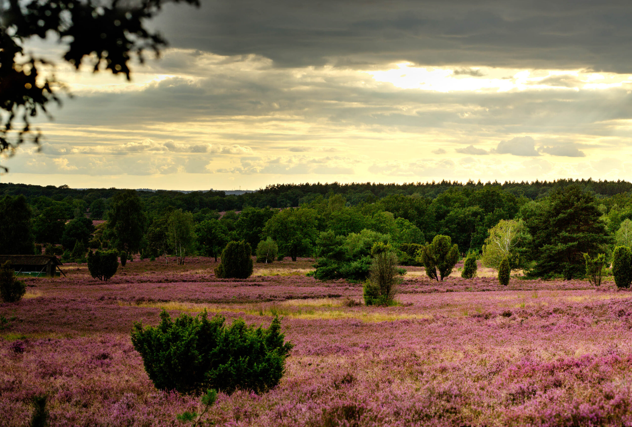 Die Aufnahme zeigt eine weitläufige Heidefläche in voller Blüte. Das lila Heidekraut erstreckt sich bis zum Horizont und wird von vereinzelten Büschen und Bäumen unterbrochen. Der Himmel ist von dicken, grauen Wolken bedeckt, die einen dramatischen Kontrast zum leuchtenden Lila des Heidekrauts bilden. Die Szene vermittelt ein Gefühl von Weite, Ruhe und natürlicher Schönheit.