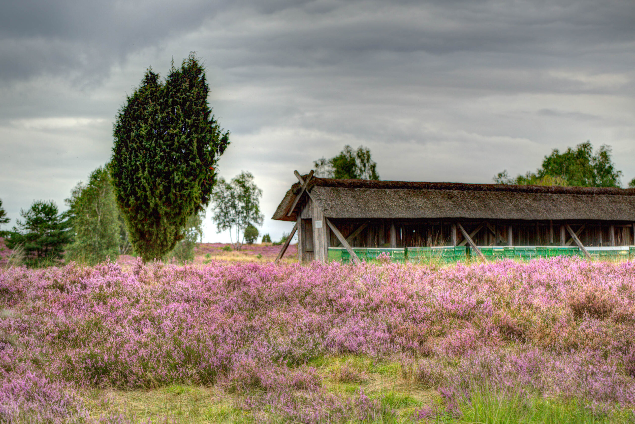 Das Bild zeigt eine verlassene Scheune inmitten einer weitläufigen Heidefläche, die in voller Blüte steht. Die Heide ist überwiegend lila und rosa gefärbt. Im Vordergrund steht ein einzelner Baum mit dichtem Grün. Der Himmel ist bedeckt und erzeugt eine leicht düstere Stimmung. Die Scheune wirkt alt und vernachlässigt, mit einem strohgedeckten Dach und verwitterten Holzwänden. Die Szene vermittelt ein Gefühl von Ruhe und Vergänglichkeit.