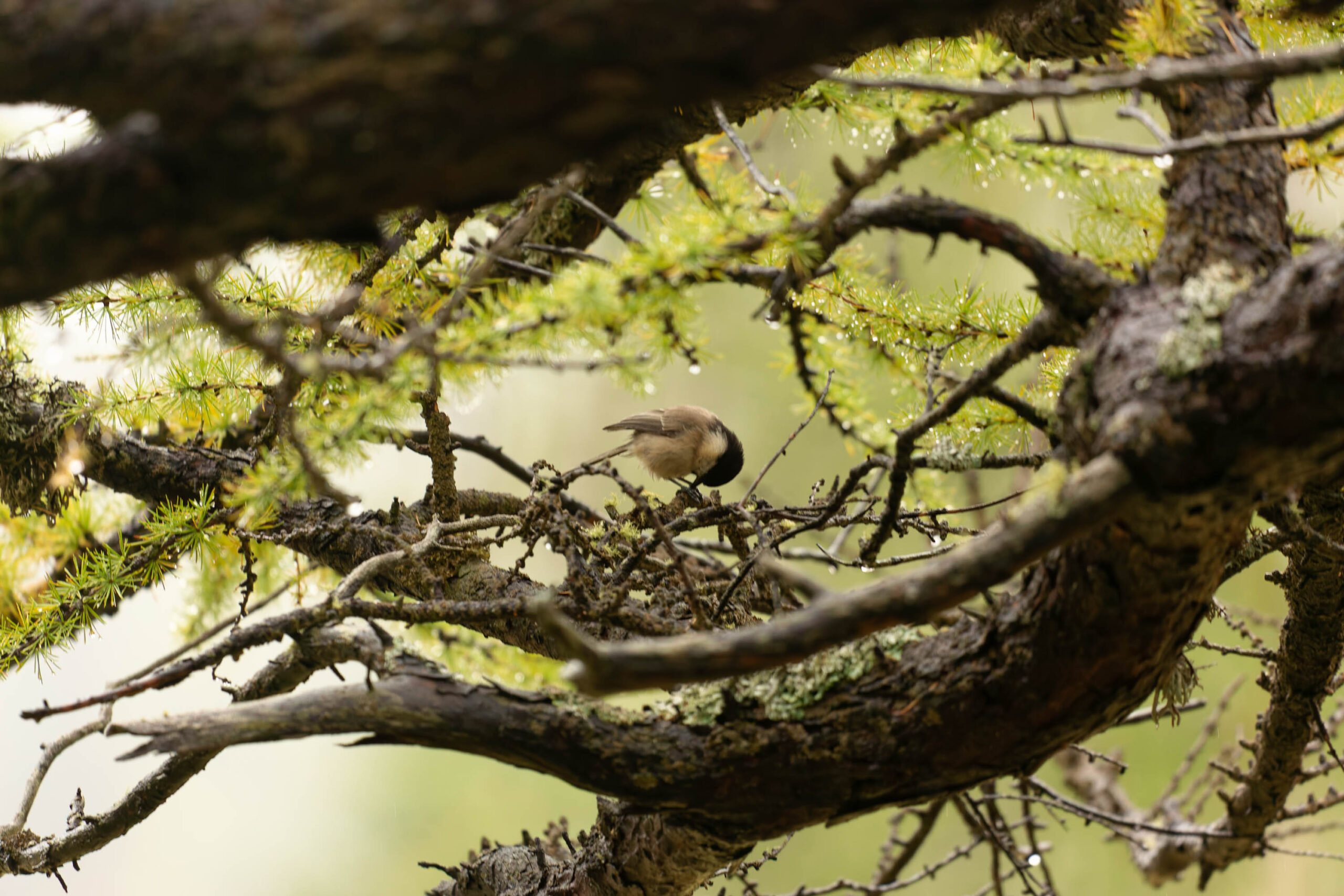 Das Bild zeigt einen kleinen Vogel, der auf einem bemoosten Ast in den Hohen Tauern sitzt. Der Vogel ist braun und grau gefärbt und hat einen kleinen Schnabel. Der Ast ist von dichtem Moos bedeckt, was dem Bild eine natürliche und rustikale Atmosphäre verleiht. Im Hintergrund ist eine verschwommene Landschaft aus Bäumen und Büschen zu sehen. Das Bild wurde im Oktober 2022 aufgenommen.
