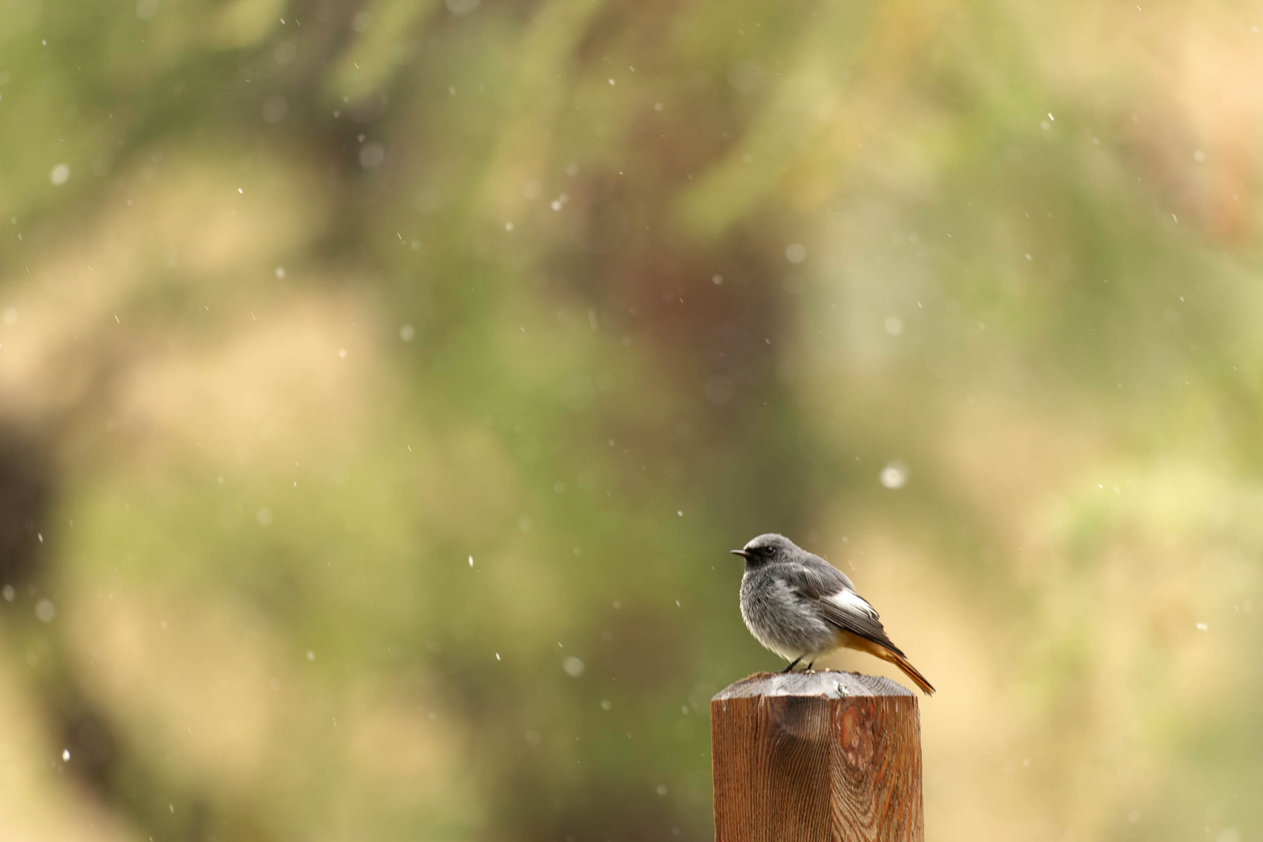 Das Bild zeigt einen kleinen Vogel, der auf einem Holzpfosten sitzt. Der Hintergrund ist unscharf und besteht aus Grün- und Gelbtönen, was auf eine natürliche Umgebung hindeutet. Der Vogel scheint in einer entspannten Pose zu sein, was eine ruhige und friedliche Atmosphäre schafft. Die Belichtung ist gut, und die Farben sind natürlich. Der Fokus liegt klar auf dem Vogel, was ihn zum Hauptaugenmerk des Bildes macht.