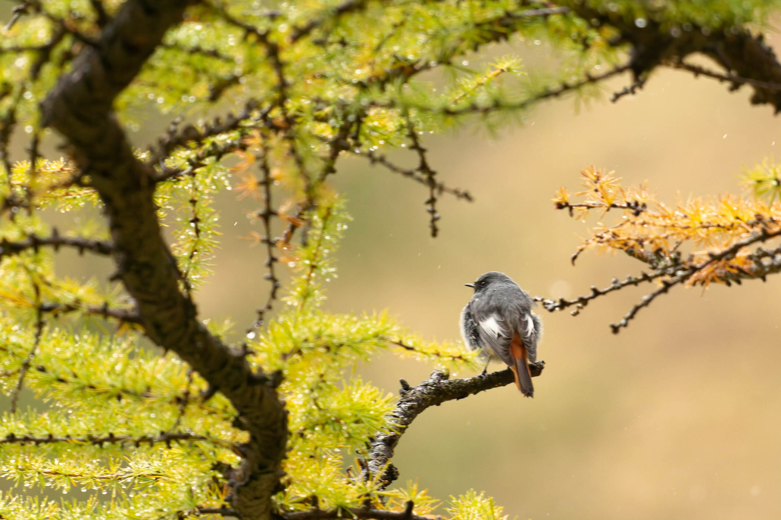 Das Bild zeigt einen Vogel, vermutlich ein Rotkehlchen, der auf einem Ast sitzt. Der Vogel ist von hinten zu sehen, wobei sein rötlicher Bauch und sein schwarzer Rücken erkennbar sind. Der Ast, auf dem er sitzt, ist Teil eines immergrünen Baumes, dessen Nadeln in einem hellen Grün leuchten. Im Hintergrund ist eine Lichtung zu sehen, die von einem warmen, goldenen Licht erhellt wird. Die Szene vermittelt eine friedliche und ruhige Atmosphäre. Der Kontext des Bildes ist die Hohe Tauern im Oktober 2022.