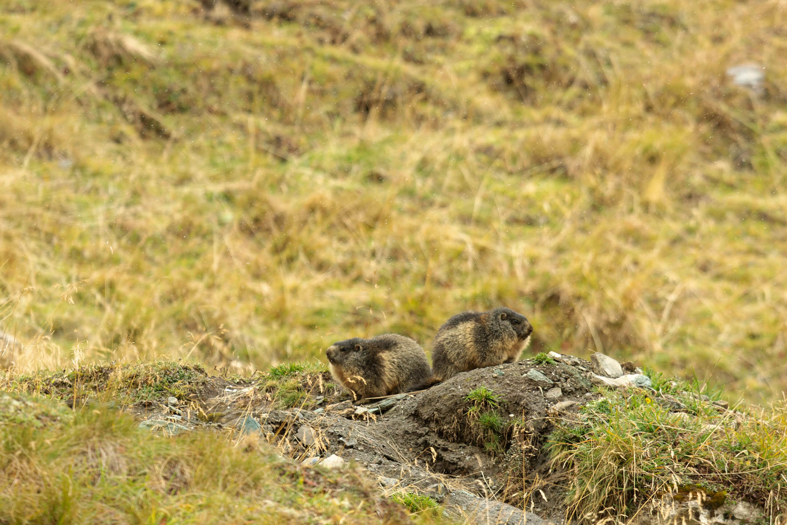 Das Bild zeigt zwei Murmeltiere, die auf einem Felsvorsprung sitzen und in die Ferne schauen. Die Landschaft ist eine typische alpine Umgebung mit niedrigem Gras und Felsen. Das Bild wurde im September 2022 in den Hohen Tauern aufgenommen.