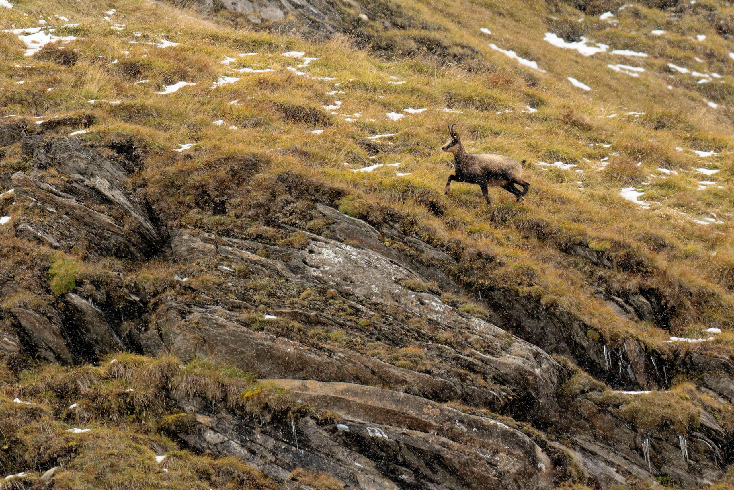 Das Bild zeigt einen Gämse in seiner natürlichen Umgebung. Das Tier befindet sich in Bewegung, vermutlich auf der Flucht oder auf der Suche nach Futter. Der Hintergrund besteht aus einem steilen, felsigen Hang, der mit trockenem Gras und vereinzelten Schneeflecken bedeckt ist. Die Farben sind gedämpft und erdverbunden, was die raue und unberührte Natur der Alpen widerspiegelt. Das Bild fängt die Wildheit und Freiheit des Tieres in seiner natürlichen Umgebung ein.