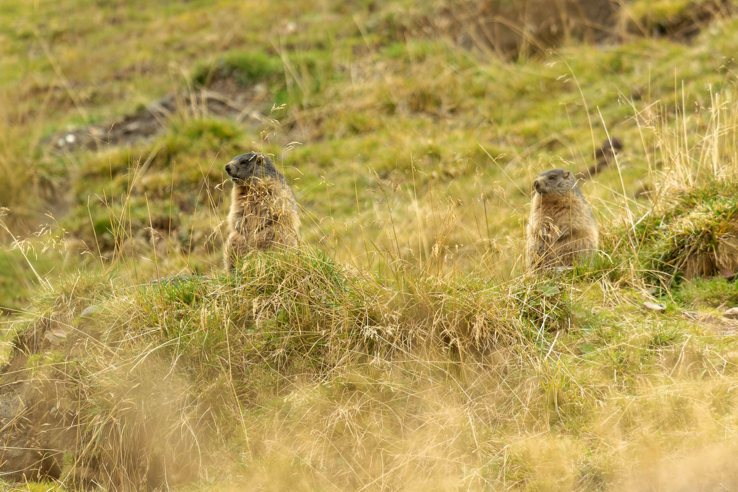 Das Bild zeigt zwei Murmeltiere, die auf einem grasbewachsenen Hügel sitzen. Das Gras ist überwiegend gelb und braun, was auf eine Herbstlandschaft hindeutet. Die Murmeltiere sind im Vordergrund und schauen in unterschiedliche Richtungen. Die Szene vermittelt eine ruhige und friedliche Atmosphäre. Die Murmeltiere scheinen die Umgebung zu beobachten.