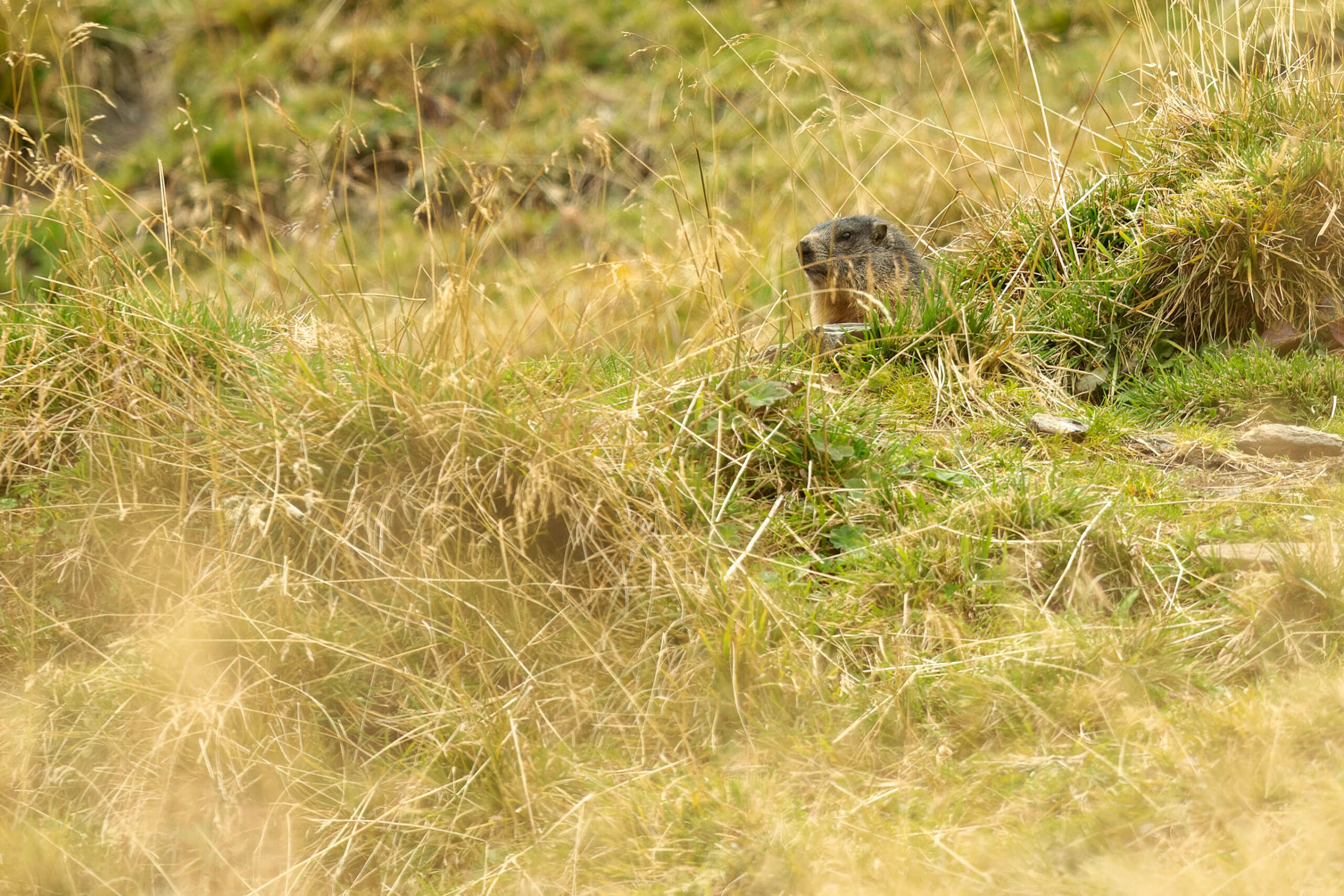 Das Bild zeigt ein Murmeltier, das aus dichtem, gelb-grünem Gras lugt. Das Tier befindet sich in einer hügeligen Landschaft. Das Bild wurde im September 2022 in den Hohe Tauern aufgenommen.