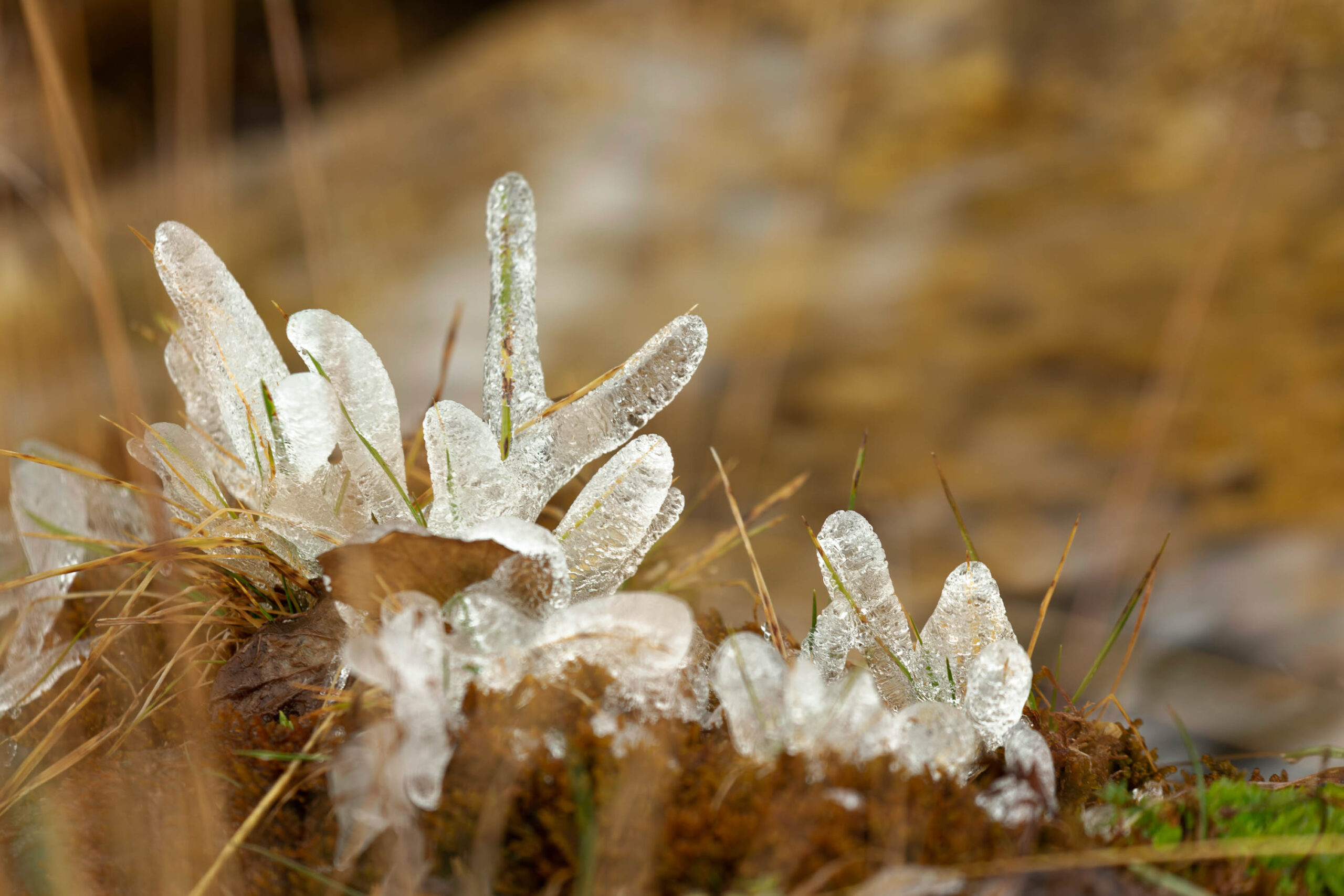 Das Bild zeigt eine detaillierte Nahaufnahme von Eiskristallen, die auf einem Untergrund aus Moos und Gras wachsen. Die Eiskristalle sind in verschiedenen Formen und Größen, einige ähneln kleinen Blättern oder Federn. Das Moos und das Gras sind braun und grün und bilden einen interessanten Kontrast zu den transparenten Eiskristallen. Das Bild wurde im September 2022 in den Hohen Tauern aufgenommen, was die ungewöhnliche Eiskristallbildung angesichts der Jahreszeit unterstreicht. Die Schärfentiefe ist gering, was den Fokus auf die Eiskristalle lenkt und den Hintergrund verschwommen darstellt. Das Licht ist weich und diffus, was die Details der Eiskristalle hervorhebt und eine ruhige Atmosphäre schafft.