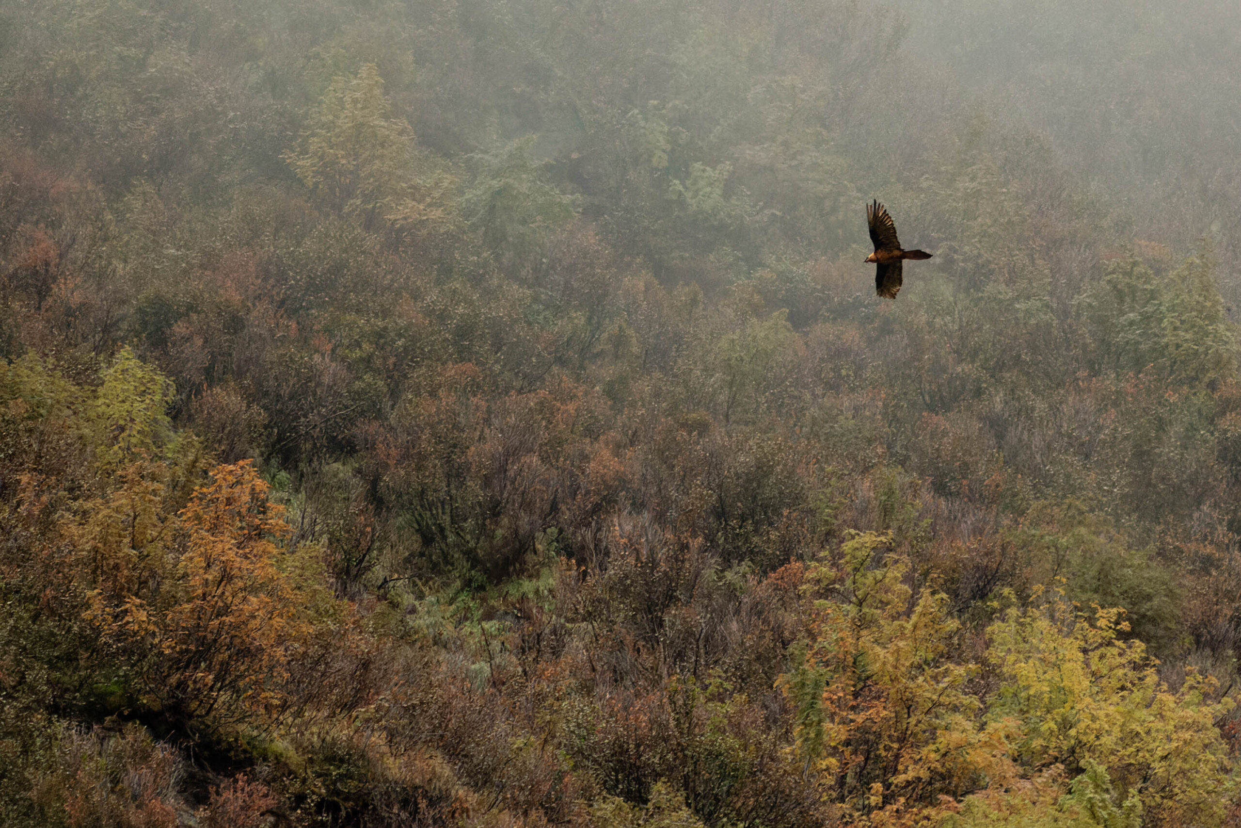 Das Bild zeigt einen Bartgeier (Gypaetus barbatus) im Flug über einen dichten, nebligen Wald. Der Vogel befindet sich in der oberen rechten Bildhälfte und fliegt in Richtung des Bildes. Der Wald ist überwiegend in Herbstfarben gehalten, mit Tönen von Gelb, Orange und Braun. Der Nebel verleiht der Szene eine mystische und ruhige Atmosphäre. Die Perspektive ist von oben, was einen umfassenden Blick auf die Landschaft ermöglicht. Die Beleuchtung ist diffus, was die Farben abdämpft und eine sanfte Stimmung erzeugt.