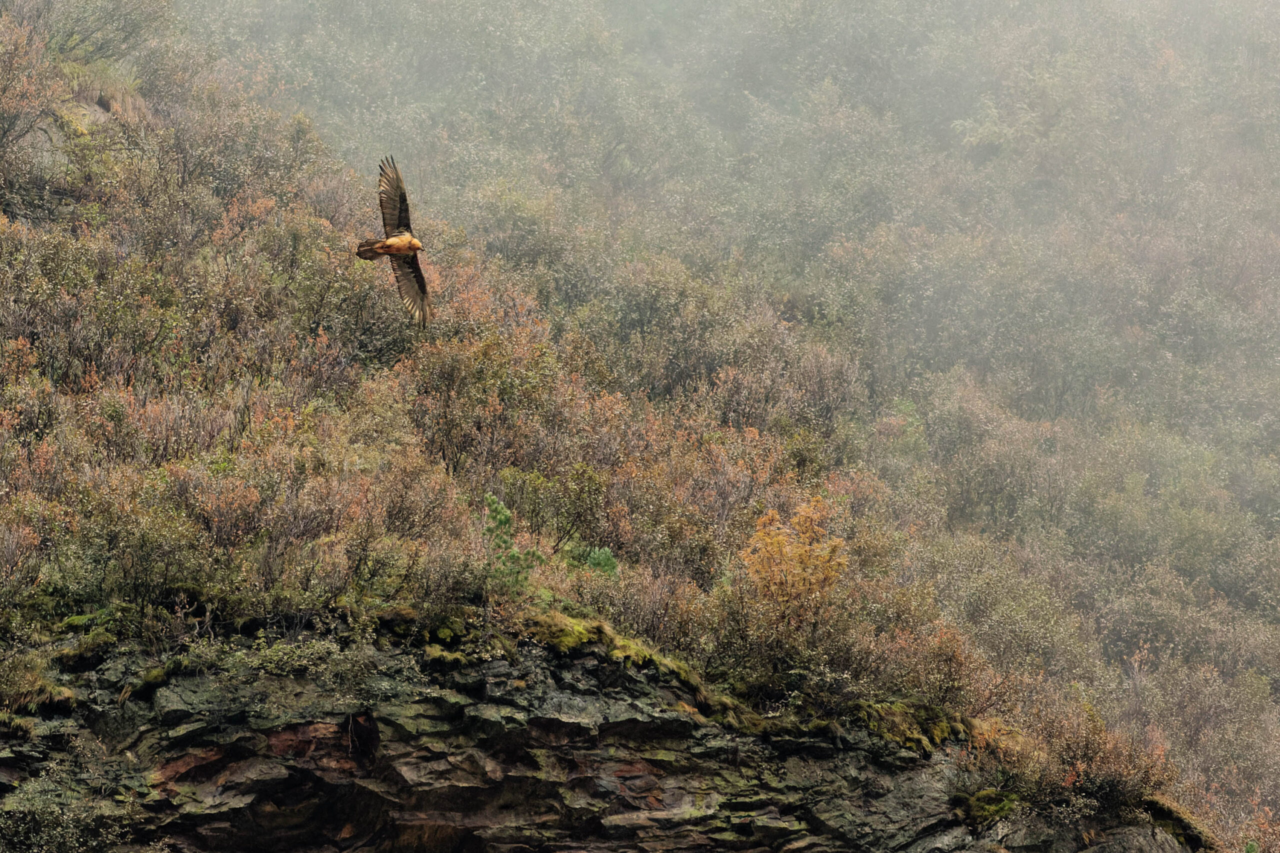 Das Foto zeigt einen Bartgeier (Gypaetus barbatus) im Flug über eine steile, bewaldete Bergflanke. Der Vogel befindet sich in der oberen Bildhälfte und fliegt von links nach rechts. Die Bergflanke ist dicht bewachsen mit einer Mischung aus Gräsern, Sträuchern und Bäumen. Die Farben sind gedämpft und von Nebel und leichtem Regen beeinflusst, was eine mystische und ruhige Atmosphäre erzeugt. Der Felsvorsprung im Vordergrund verleiht dem Bild Tiefe und Perspektive. Die Aufnahme wurde im September 2022 in den Hohen Tauern gemacht.
