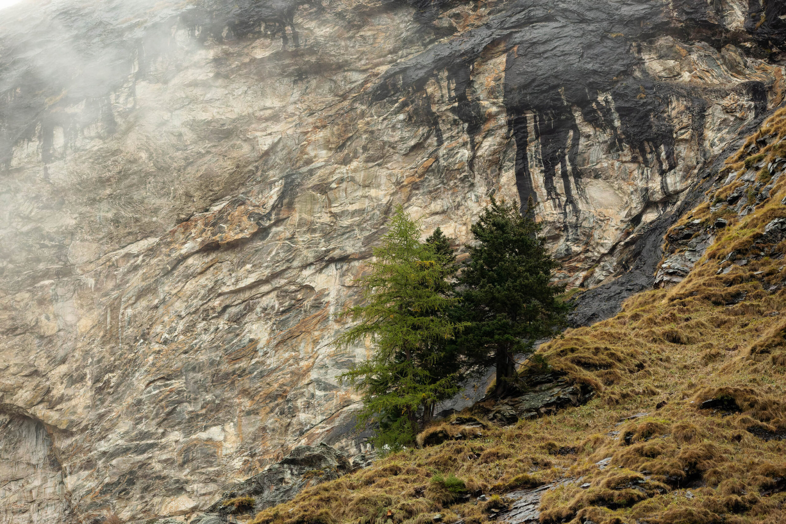 Das Bild zeigt einen steilen Felsabhang in den Hohen Tauern. Ein kleiner Baum, vermutlich eine Art Kiefer oder Wacholder, hat sich in einer Nische des Felsens etabliert. Der Fels ist überwiegend grau und weist deutliche Risse und Verwitterungsspuren auf. Die Vegetation am Hang ist spärlich und besteht hauptsächlich aus trockenheitsresistenten Pflanzen. Der Himmel ist bedeckt, was die Szene in ein gedämpftes Licht taucht. Die Perspektive ist von unten aufgenommen, was die Höhe und Steilheit des Felsens betont. Die Information, dass Bartgeier in der Gegend vorkommen, deutet auf eine alpine Umgebung hin.