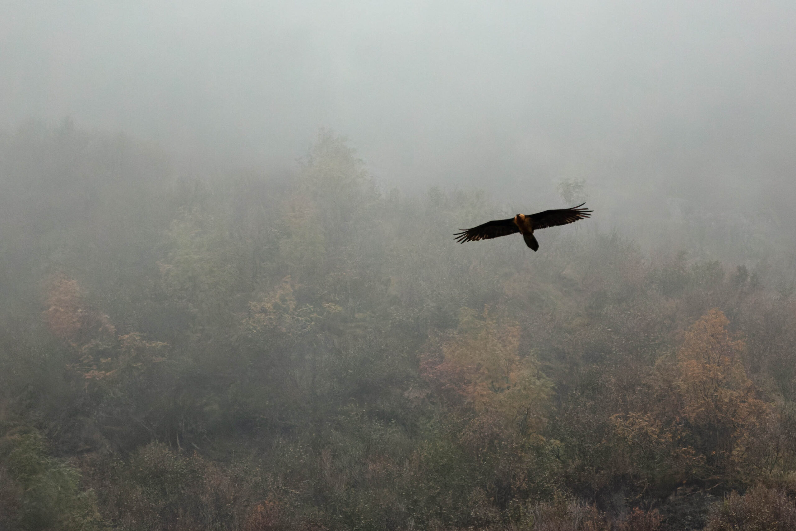 Das Bild zeigt einen Bartgeier (Gypaetus barbatus) im Flug. Der Vogel befindet sich in der Bildmitte und fliegt von rechts nach links. Der Hintergrund besteht aus dichtem Nebel, der die Landschaft verschwommen und geheimnisvoll erscheinen lässt. Die Farben sind gedämpft und überwiegend in Grau-, Braun- und Grüntönen gehalten. Die Komposition ist minimalistisch und konzentriert sich auf den Vogel und die Atmosphäre.