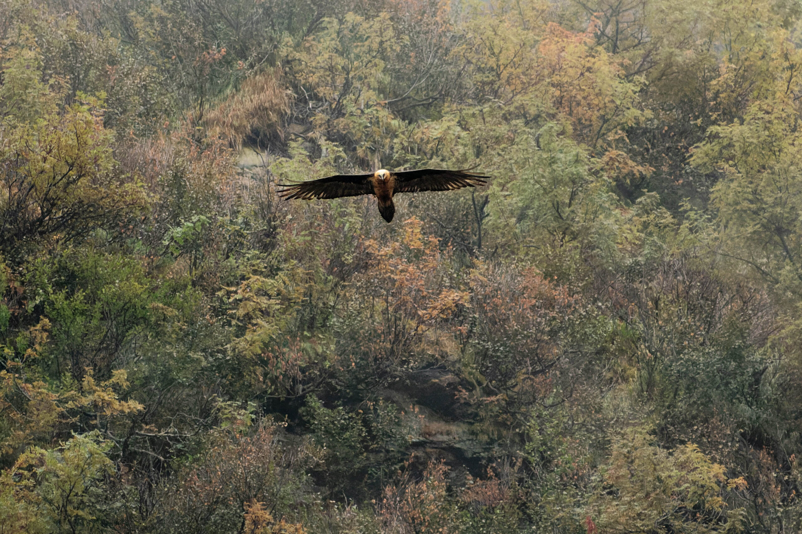 Das Bild zeigt einen Bartgeier (Gypaetus barbatus) im Flug. Der Vogel befindet sich in der Bildmitte und fliegt direkt auf den Betrachter zu. Seine Flügel sind weit ausgebreitet und zeigen die charakteristische Form der Art. Der Hintergrund besteht aus dichtem, grünen und gelb-braunen Laubwald, was auf den Herbstzeitraum hindeutet. Die Beleuchtung ist diffus, was eine ruhige und friedliche Atmosphäre schafft. Die Schärfentiefe ist gering, was den Fokus auf den Bartgeier lenkt.