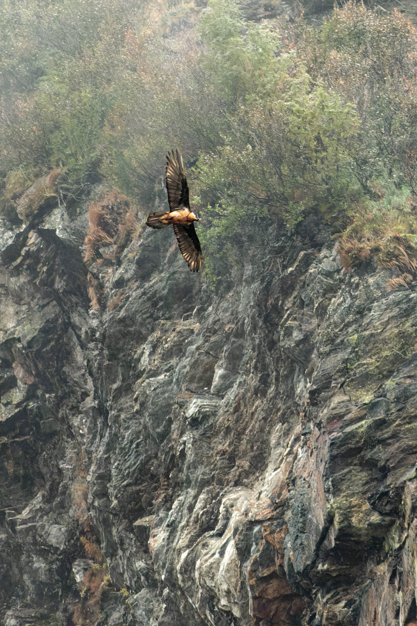 Das Foto zeigt einen Bartgeier (Gypaetus barbatus) in Flug über eine zerklüftete, felsige Landschaft. Der Vogel befindet sich in der Bildmitte und fliegt von links nach rechts. Die Felsen sind von verschiedenen Grüntönen und Brauntönen bedeckt, was auf eine alpine Umgebung hindeutet. Die Perspektive ist von oben, was einen umfassenden Blick auf die Landschaft ermöglicht. Die Beleuchtung ist diffus, was die Farben der Felsen und des Bartgeiers sanft darstellt. Das Bild vermittelt ein Gefühl von Freiheit und Wildnis.