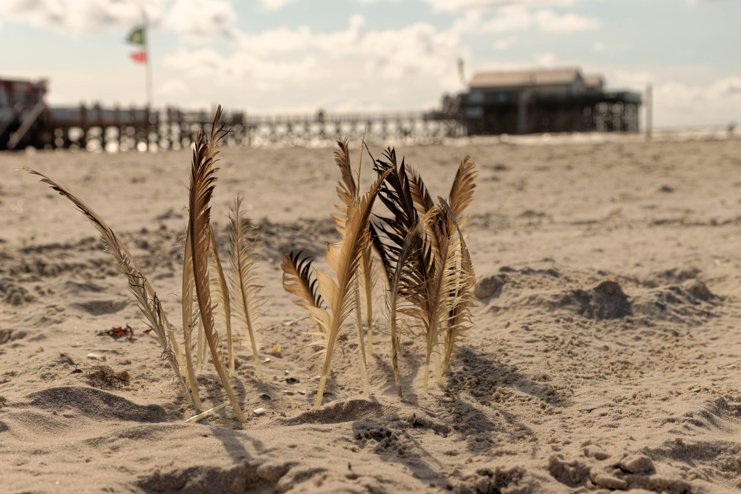 Das Bild zeigt eine Nahaufnahme von Strandhafer (Elymus arenarius) auf feuchtem Sand. Die Halme sind goldbraun und wehen leicht im Wind. Im Hintergrund ist ein Pfahlbau zu sehen, der typisch für die Küste der Nordsee ist. Der Himmel ist bewölkt, aber es scheint sonnig zu sein. Die Szene vermittelt eine friedliche und entspannte Atmosphäre.