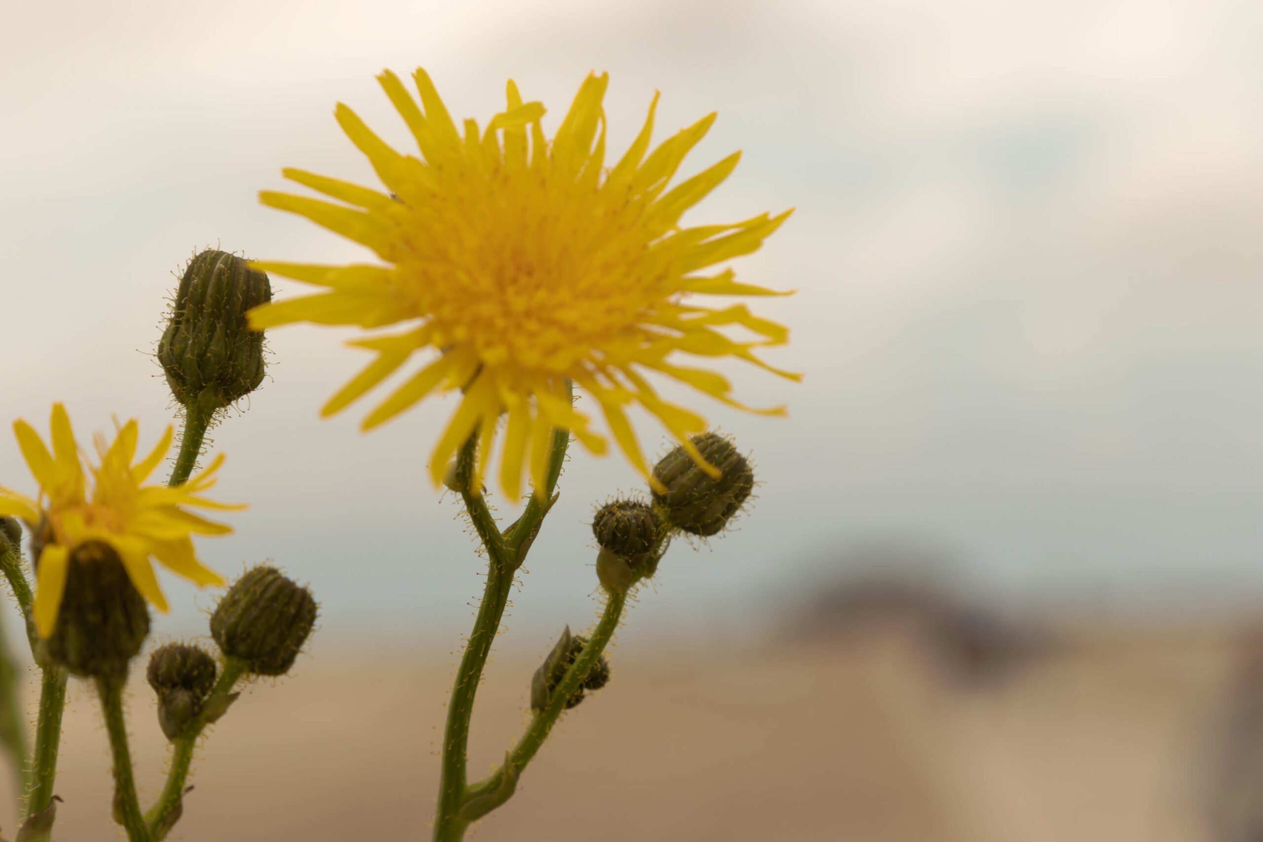 Das Bild zeigt eine Nahaufnahme von Disteln, die in einem sandigen Gelände wachsen. Die gelben Blüten stehen im Vordergrund und sind scharf, während der Hintergrund unscharf ist und einen Blick auf den Himmel und das Meer bietet. Die Disteln haben dornige Stängel und Blütenblätter, die sich in alle Richtungen strecken. Die Farben sind gedämpft und warm, was eine ruhige und friedliche Atmosphäre schafft.
