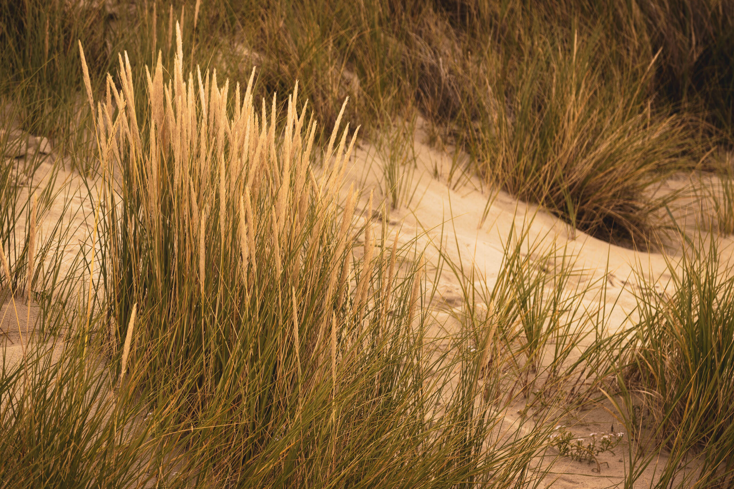 Das Bild zeigt eine typische Dünenlandschaft an der Nordsee. Das Licht ist warm und golden, was die Szene in eine fast surreale Atmosphäre taucht. Das Gras steht dicht und hoch, und der feine Sand bildet einen weichen Untergrund. Die Perspektive ist nah, wodurch die Textur des Grases und des Sandes besonders gut zur Geltung kommt.