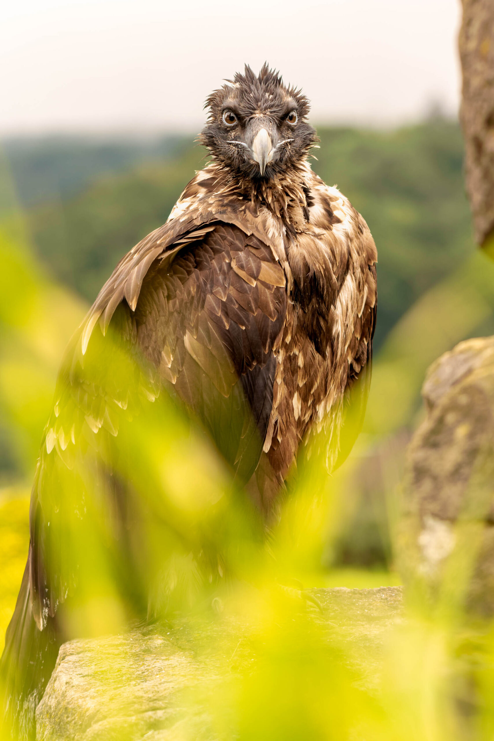 Das Bild zeigt einen jungen Bartgeier (Gypaetus barbatus) in der Adlerwarte Detmold im Juli 2023. Das Tier ist offensichtlich feucht, vermutlich aufgrund von Regen. Es sitzt auf einem Felsen und blickt direkt in die Kamera. Das Bild ist aus nächster Nähe aufgenommen, wodurch die Details des Vogels, wie seine Federn und sein Gesichtsausdruck, gut erkennbar sind. Der Hintergrund ist unscharf und zeigt eine grüne, bewaldete Landschaft.