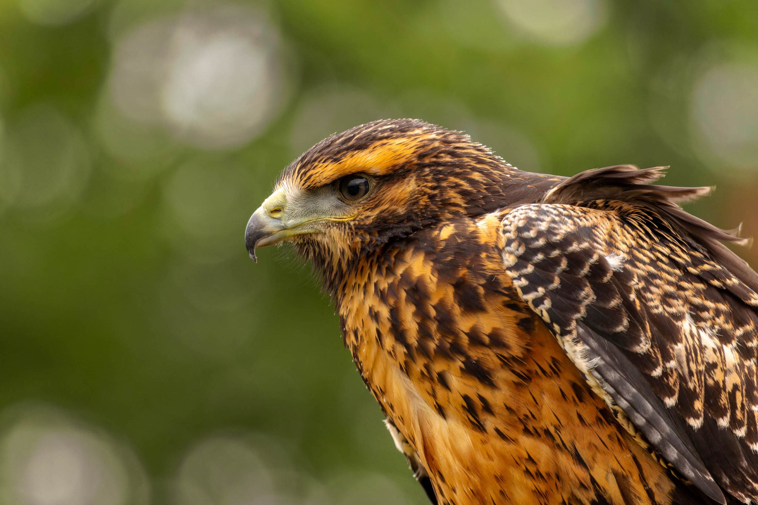Das Bild zeigt eine Nahaufnahme eines Bussards (Buteo buteo) im Profil. Der Vogel ist in voller Pracht dargestellt, mit seinem charakteristischen braunen und schwarzen Gefieder. Das Licht betont die Details seiner Federn und seinen scharfen Blick. Der Hintergrund besteht aus unscharfen grünen Blättern, was den Fokus auf den Vogel lenkt. Die Aufnahme wurde im Juli 2023 in der Adlerwarte Detmold gemacht.