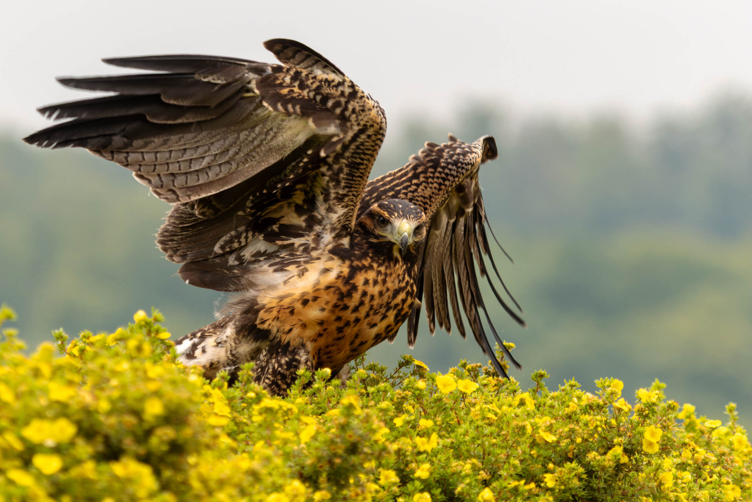 Das Bild zeigt einen Bussard (Buteo buteo) in einer dynamischen Pose. Der Vogel sitzt auf einem Busch mit leuchtend gelben Blüten und hat seine Flügel weit ausgebreitet, was seine beeindruckende Flügelspannweite demonstriert. Der Hintergrund ist unscharf und zeigt eine grüne Landschaft, was den Fokus auf den Vogel lenkt. Die Beleuchtung ist weich und gleichmäßig, was die Details des Bussards hervorhebt. Die Komposition ist gut ausbalanciert und erzeugt ein Gefühl von Bewegung und Freiheit.