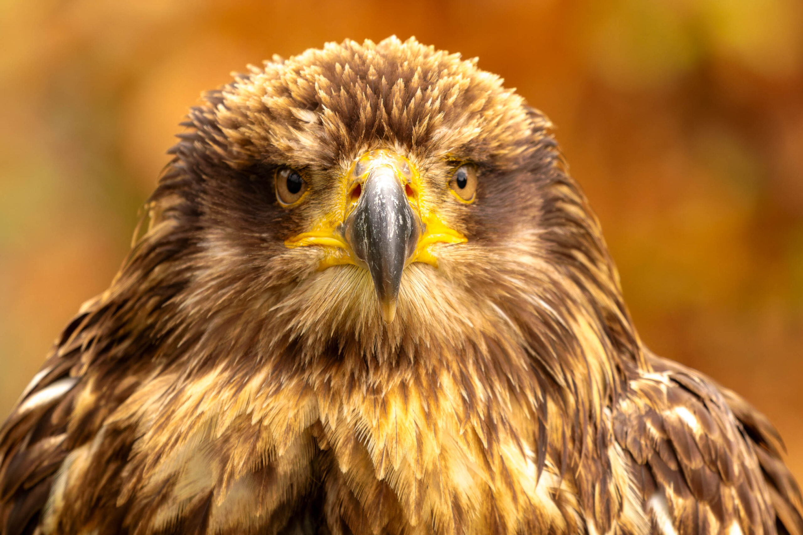 Das Bild zeigt eine Nahaufnahme des Kopfes eines Bussards (Buteo buteo). Der Vogel blickt direkt in die Kamera, was einen intensiven und fast herausfordernden Eindruck vermittelt. Sein Gefieder ist überwiegend braun und golden, mit dunkleren Bändern und Flecken, die dem Vogel ein komplexes Muster verleihen. Der Schnabel ist kräftig und gelblich, die Augen sind gelb mit dunklen Pupillen. Der Hintergrund ist unscharf und in warmen Farbtönen gehalten, was den Fokus auf den Vogel lenkt. Die Beleuchtung ist gut, wodurch die Details des Gefieders und die Textur des Schnabels gut erkennbar sind.