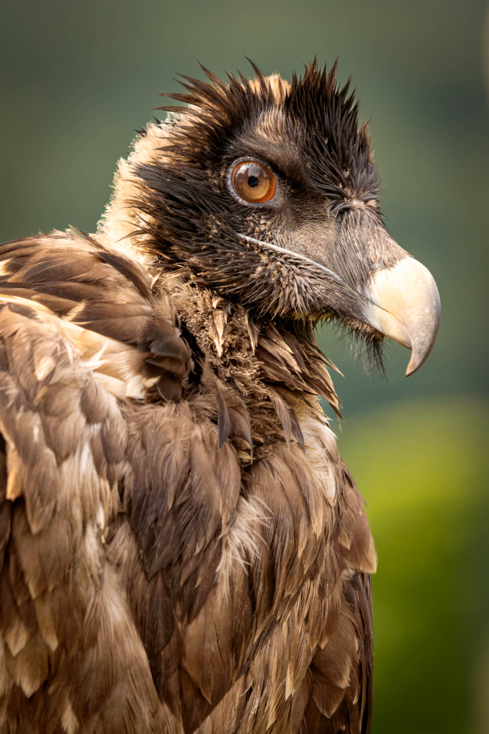 Das Bild zeigt eine Nahaufnahme des Kopfes eines Greifers (Ruprecht's Greifvogelwarte). Das Tier blickt nach links und zeigt seine charakteristischen Merkmale: gelblich-braunes Gefieder, einen kräftigen, gebogenen Schnabel und intensive Augen. Der Hintergrund ist unscharf und in einem Grünton gehalten, was den Fokus auf den Greifer lenkt. Die Beleuchtung ist weich und betont die Textur des Gefieders.