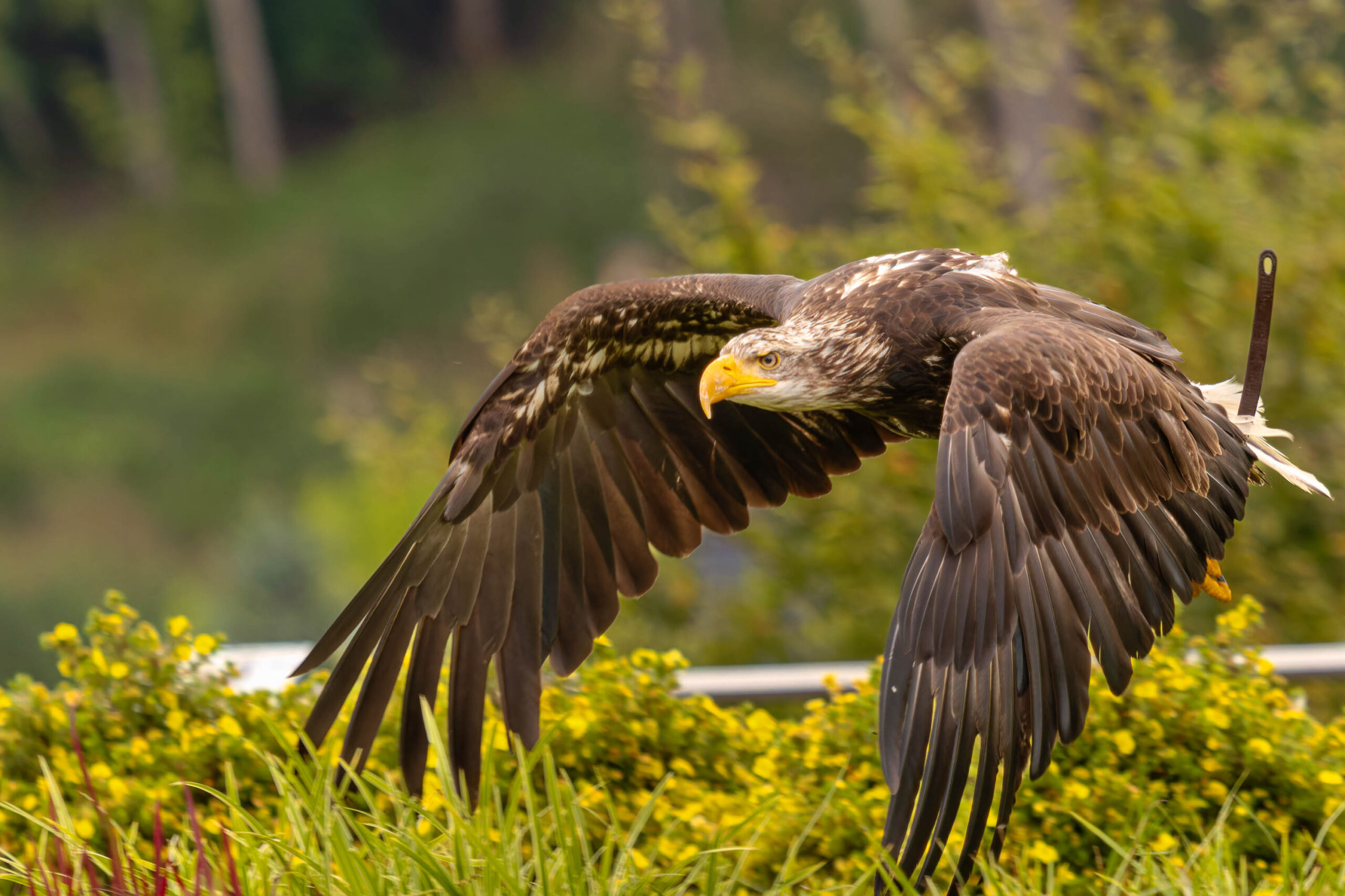 Das Bild zeigt einen Weißstorch (Ciconia ciconia) in voller Flugbereitschaft. Seine Flügel sind weit ausgebreitet, was seine beeindruckende Spannweite demonstriert. Der Storch hat einen markanten, gelben Schnabel und seine Augen sind scharf und aufmerksam. Er steht auf einer Wiese, die mit gelben Blüten übersät ist, und im Hintergrund sind Bäume zu sehen. Das Bild wurde wahrscheinlich in einem Tierpark oder einer Adlerwarte aufgenommen, da der Storch in einer kontrollierten Umgebung zu sein scheint. Die Beleuchtung ist gut, was die Details des Vogels und seiner Umgebung hervorhebt.