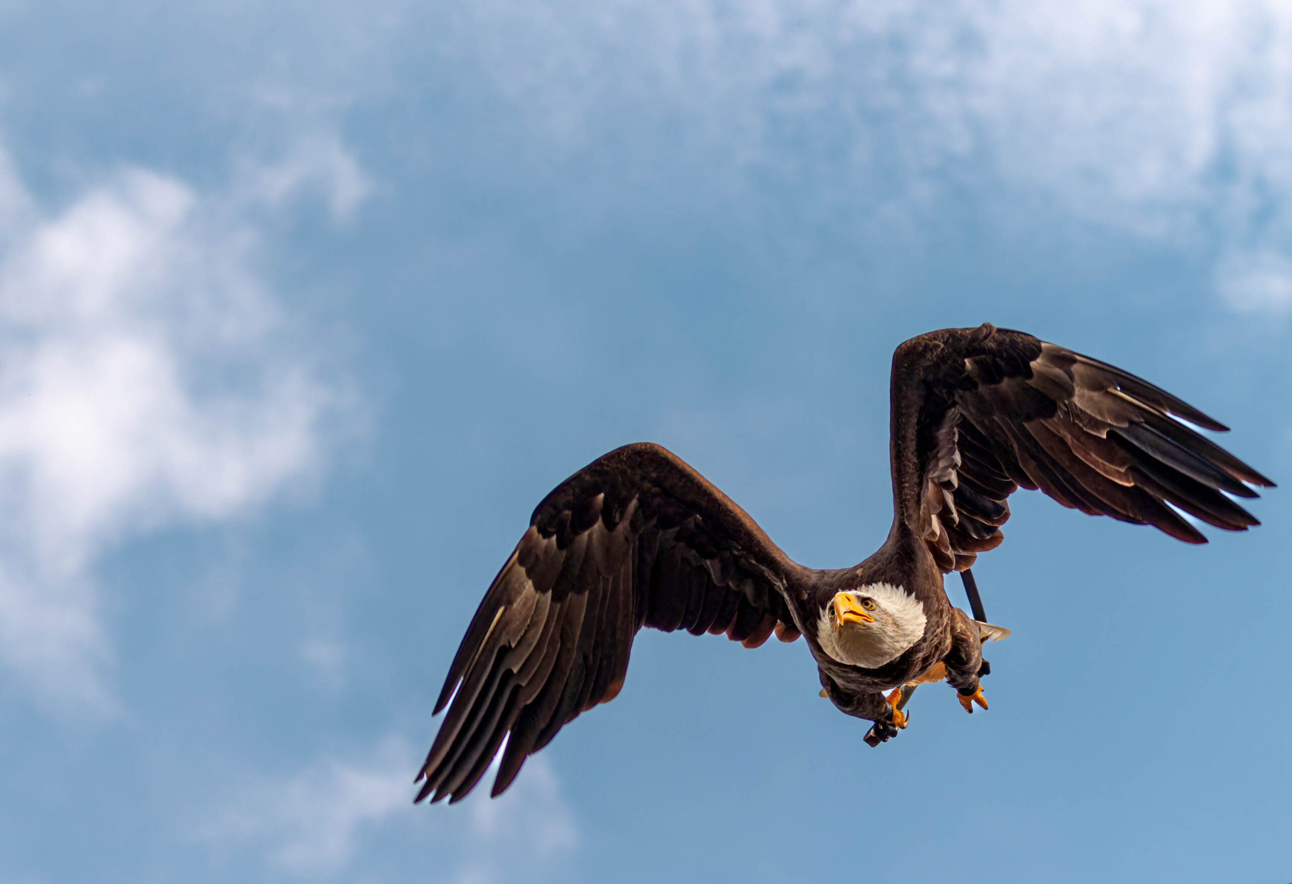 Das Foto zeigt einen Weißkopfseeadler (Haliaeetus leucocephalus) in Flug. Der Adler fliegt mit weit ausgebreiteten Flügeln, die eine beeindruckende Spannweite zeigen. Sein Gefieder ist deutlich erkennbar: ein dunkelbrauner Körper und Flügel, kontrastiert mit einem weißen Kopf und einem gelben Schnabel. Der Hintergrund besteht aus einem tiefblauen Himmel mit vereinzelten weißen Wolken. Die Aufnahme ist aus einer leicht unterhalb liegenden Perspektive aufgenommen, was die Dynamik des Fluges betont. Die Beleuchtung ist hell und gleichmäßig, was die Details des Adlers und des Himmels gut zur Geltung bringt.