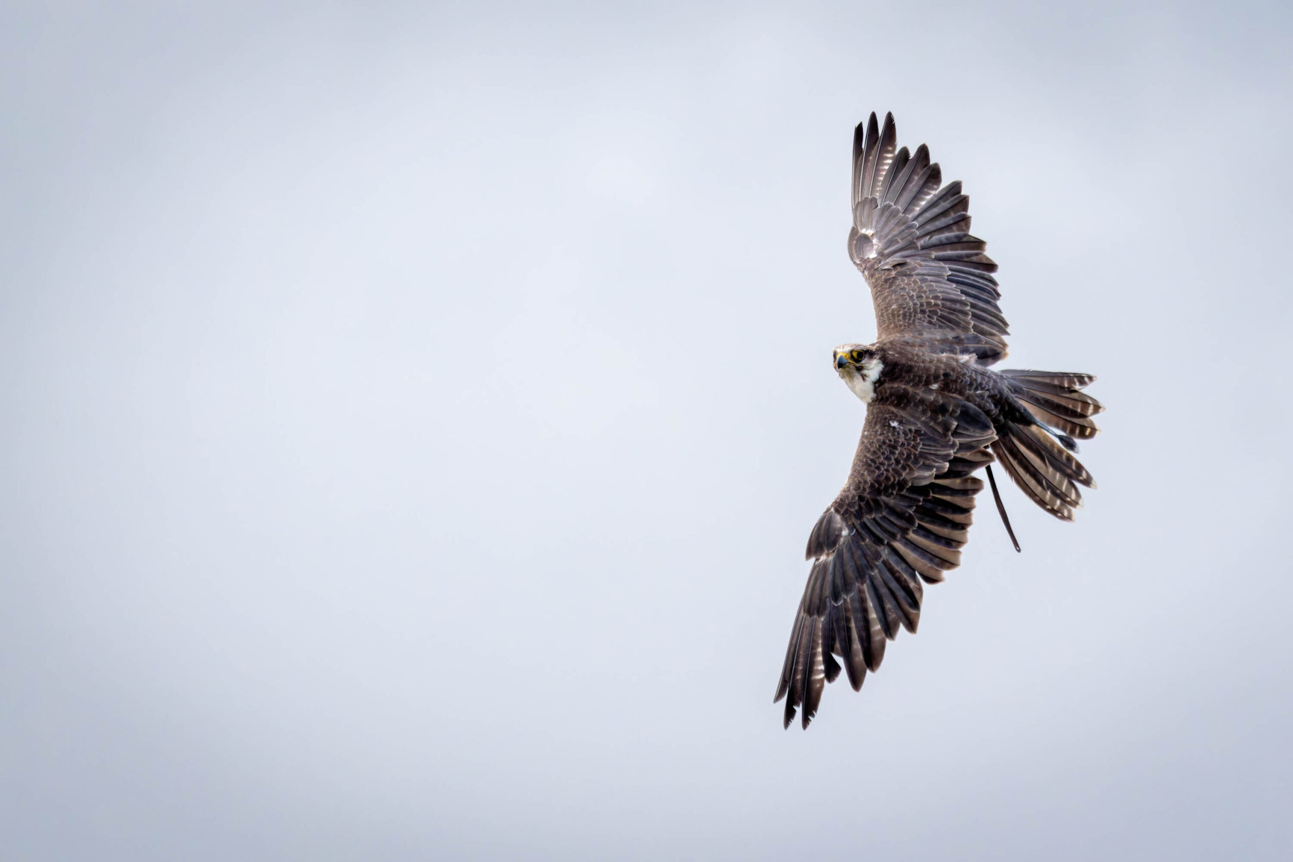 Das Bild zeigt einen Falken im Flug. Der Vogel ist in der Mitte des Bildes platziert und fliegt mit ausgebreiteten Flügeln. Der Hintergrund ist ein gleichmäßiger, hellblauer Himmel. Das Bild ist scharf und gut belichtet, wobei der Fokus auf dem Falken liegt. Die Flügelspannweite des Falken ist deutlich sichtbar. Die Aufnahme wurde im Juli 2023 in der Adlerwarte Detmold gemacht.