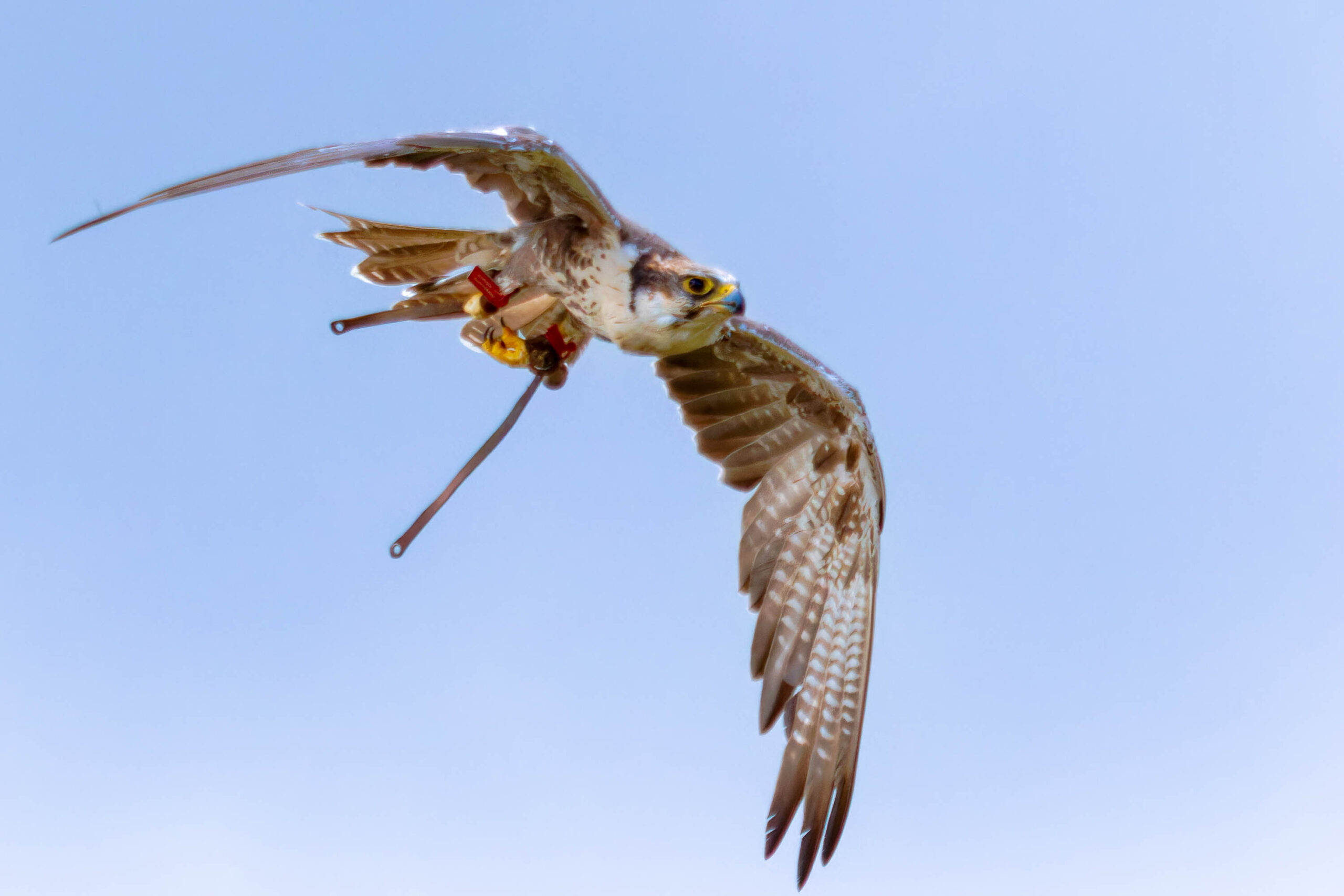 Das Bild zeigt einen fliegenden Falke (wahrscheinlich Turmfalke, *Falco tinnunculus*) vor einem tiefblauen Himmel. Der Falke befindet sich in einem steilen Aufwärtsflug, wobei seine Flügel deutlich ausgebreitet sind. Am linken Bein des Falken ist ein Ring zur Identifizierung angebracht. Das Bild wurde wahrscheinlich während einer Flugvorführung oder -studie aufgenommen, wie der Kontext angibt. Die Beleuchtung ist hell und gleichmäßig, was die Details des Falken gut hervorhebt.